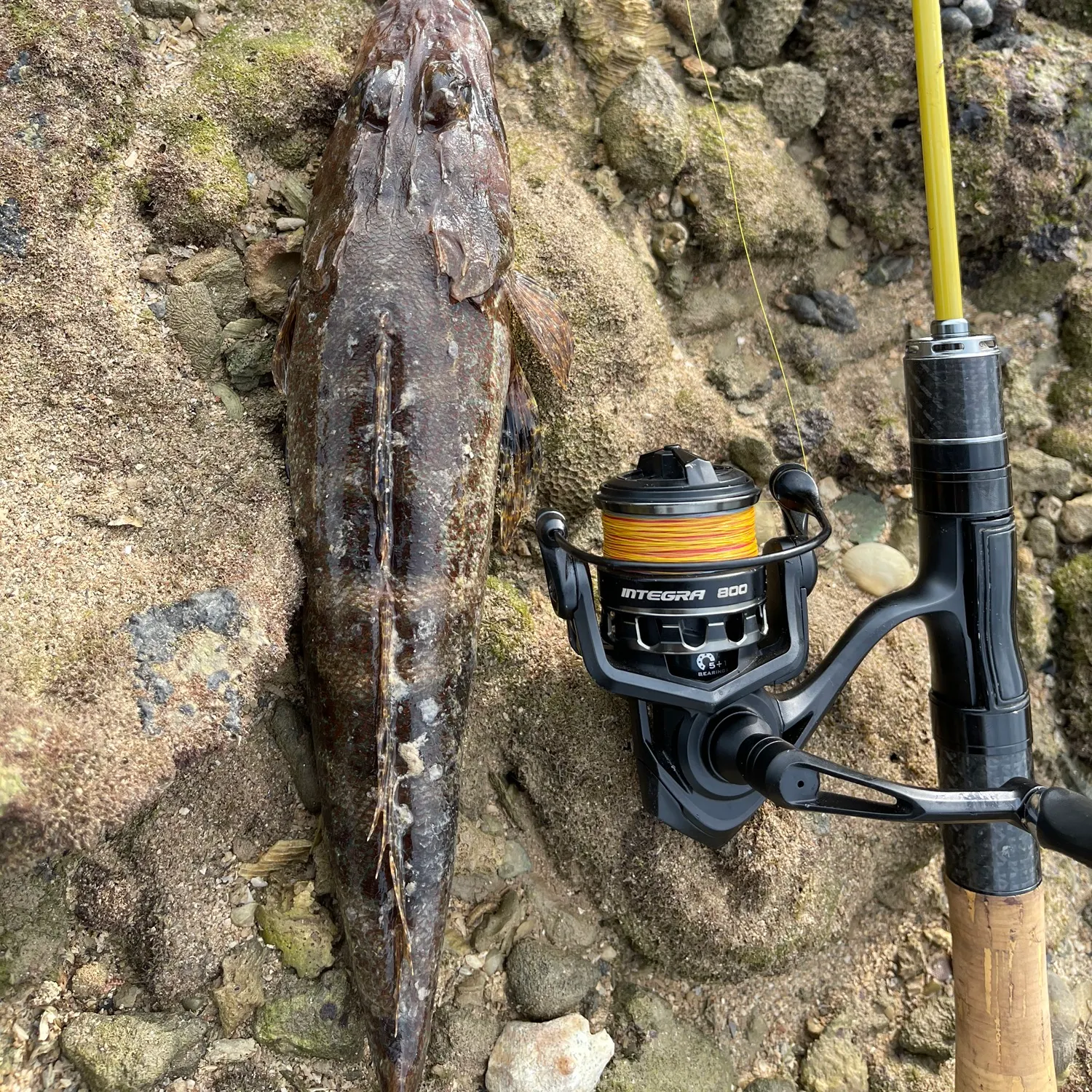 The most recent Fringe-eyed flathead catches on Fishbrain