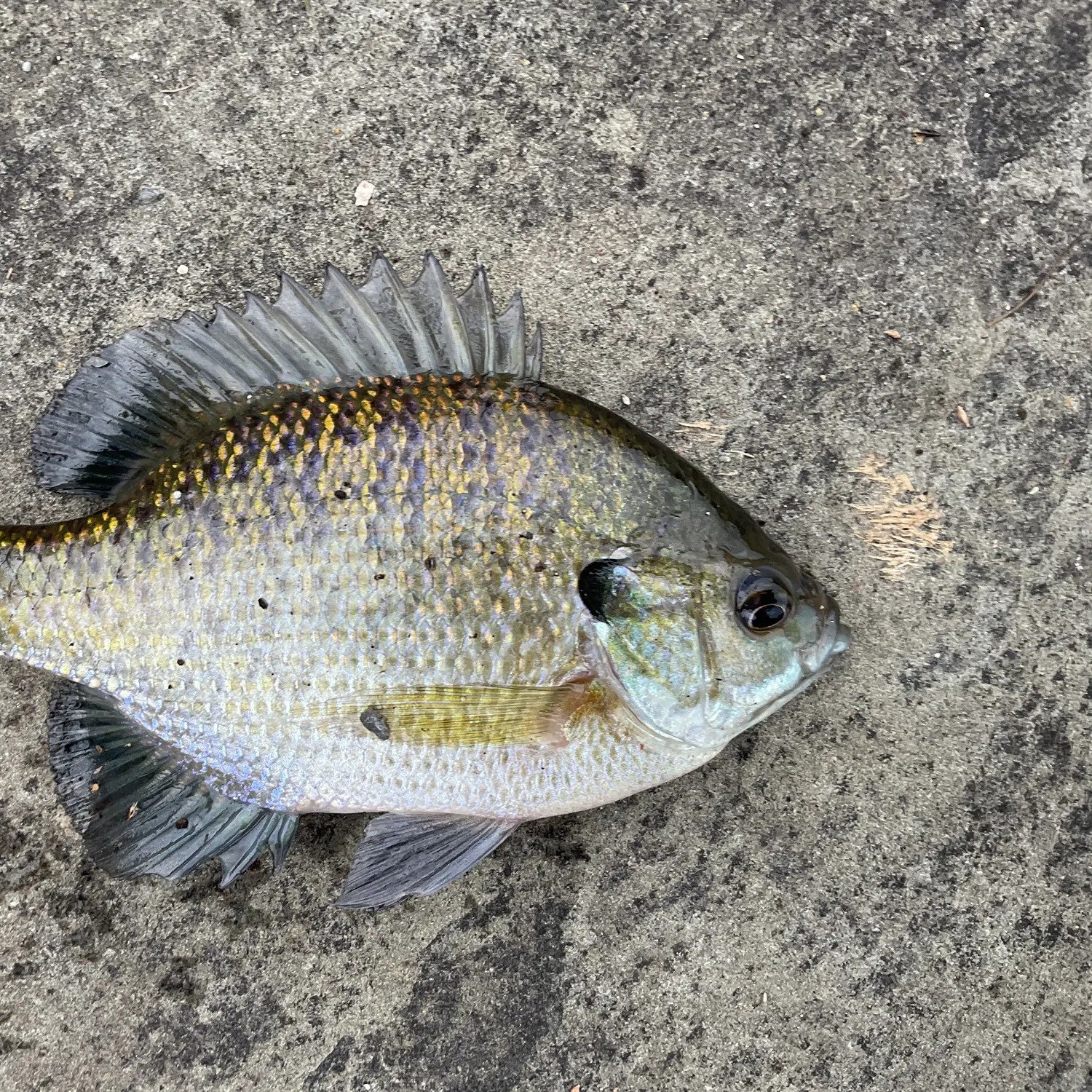 Bluegill caught on Fishbrain