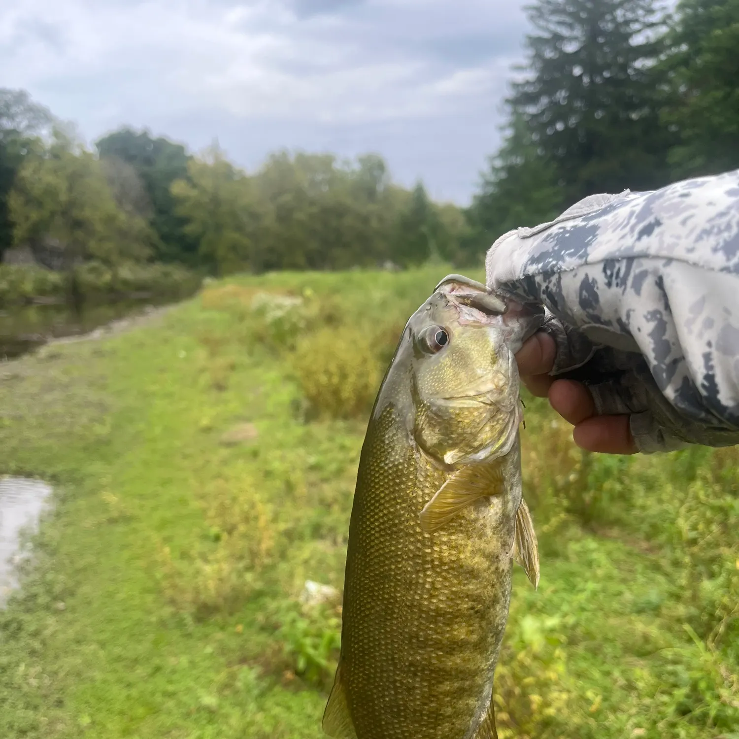 Smallmouth bass caught on Fishbrain
