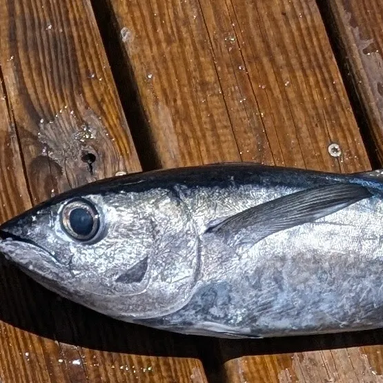The most recent Blackfin tuna catches on Fishbrain