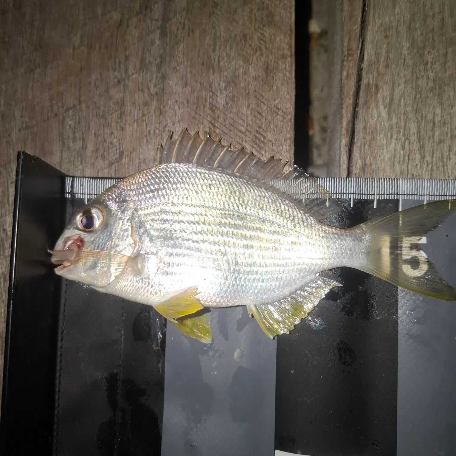 Goldlined seabream caught on Fishbrain