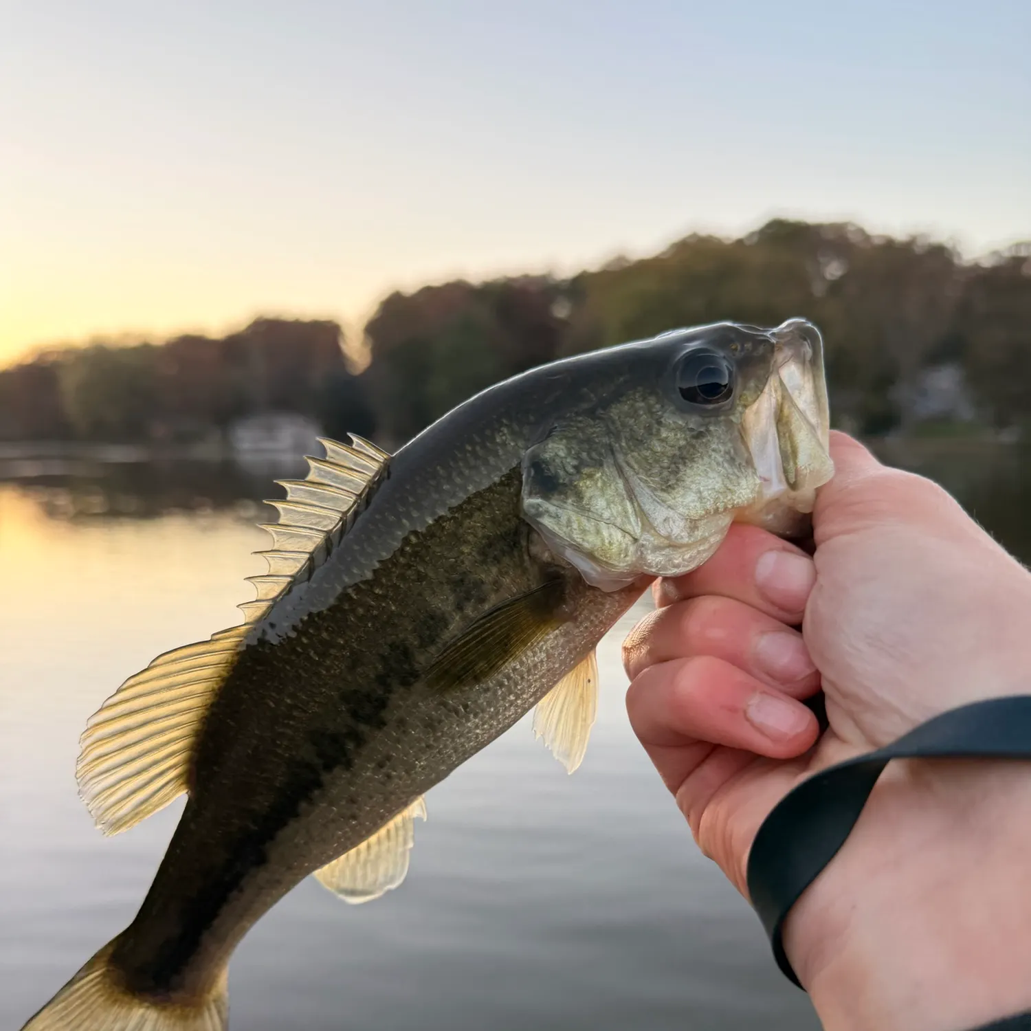 Largemouth bass caught on Fishbrain