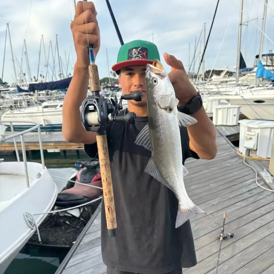 The most recent Shortfin corvina catches on Fishbrain