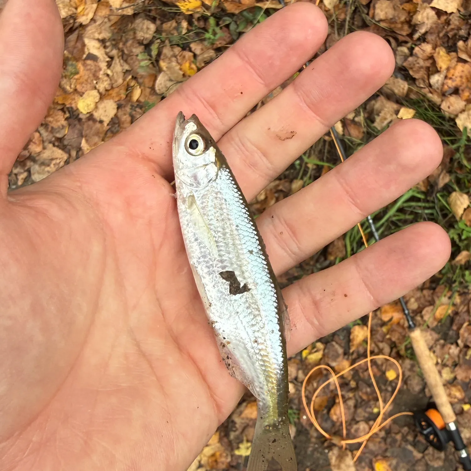 The most recent Common bleak catches on Fishbrain