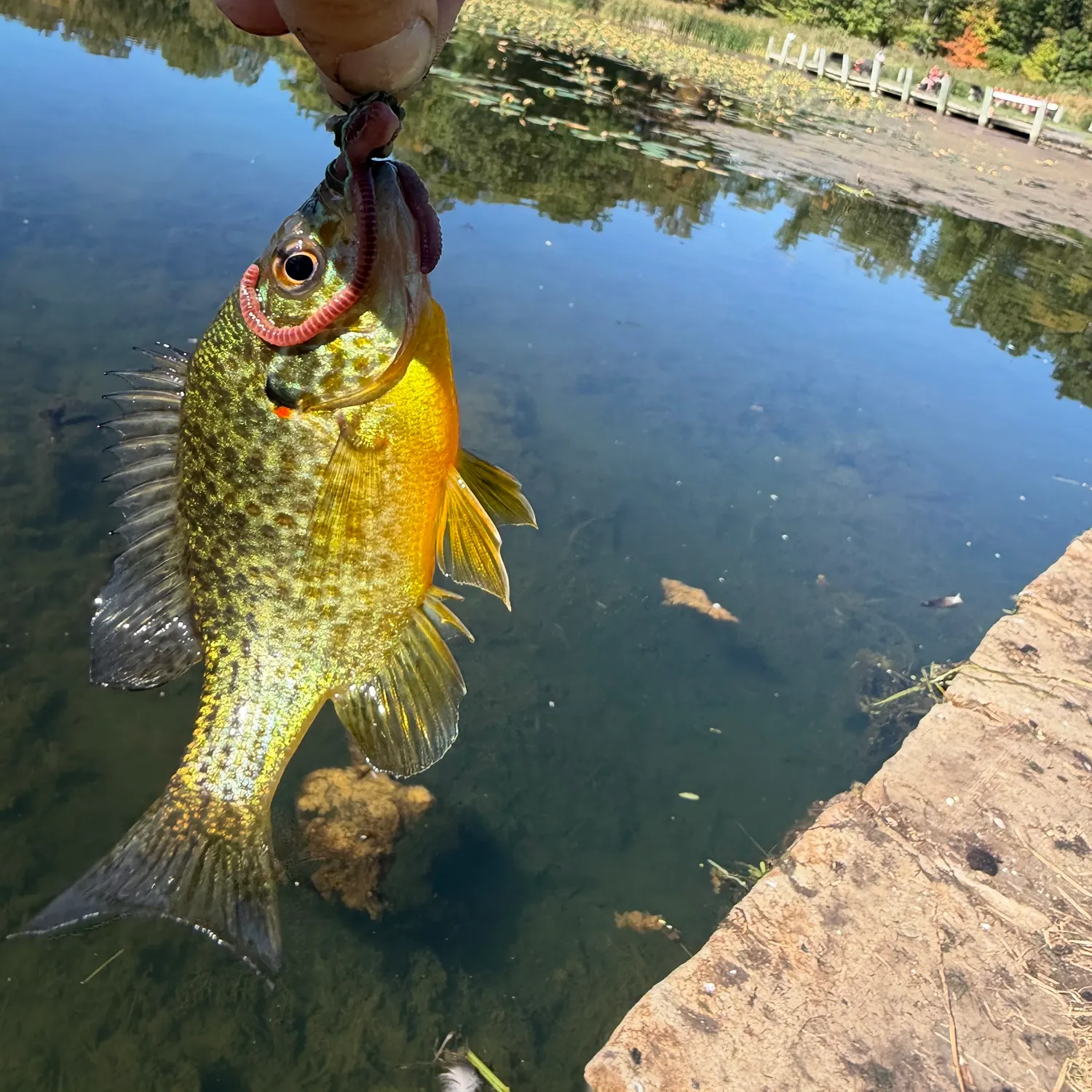 Pumpkinseed caught on Fishbrain