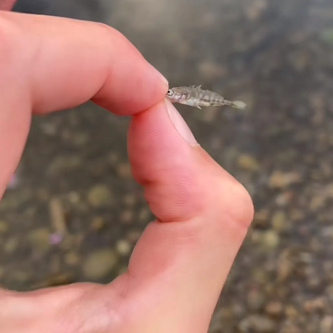 The most recent Whale shark catches on Fishbrain