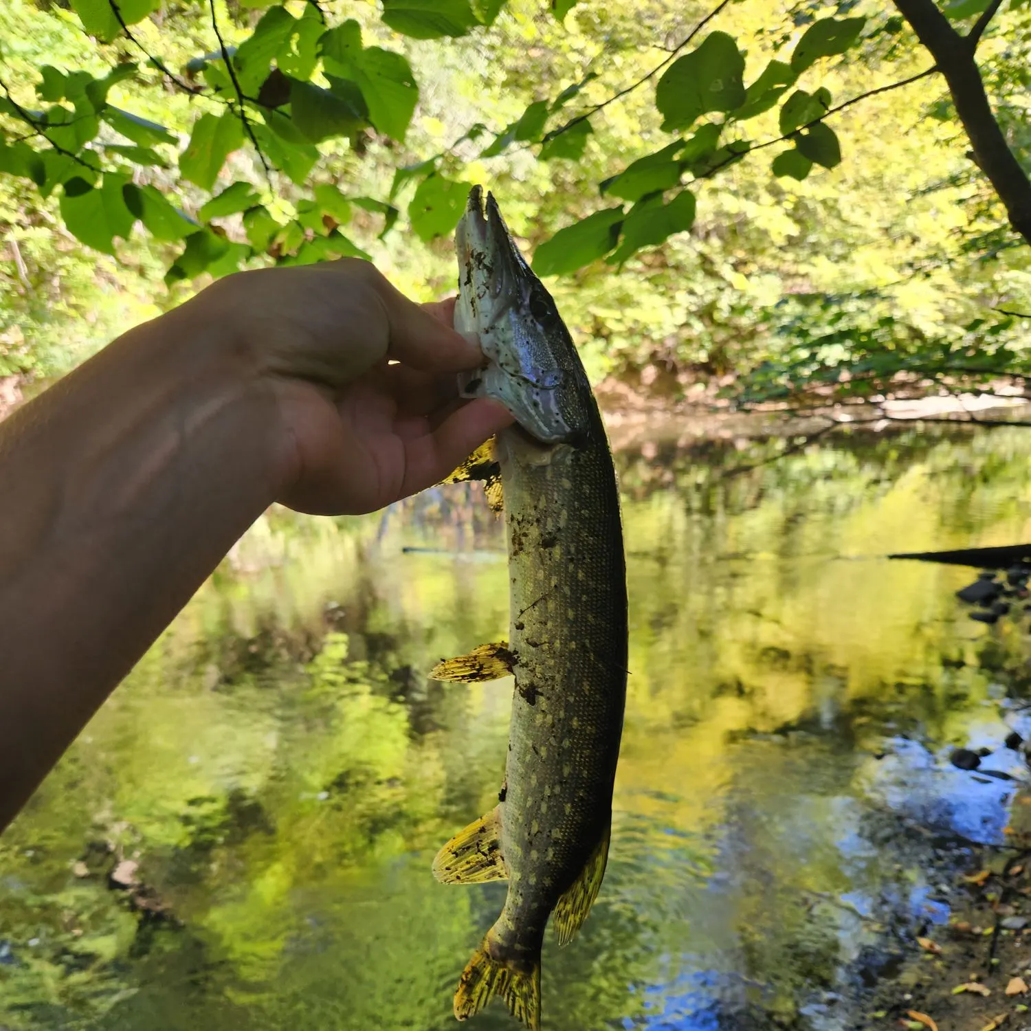 Northern pike caught on Fishbrain
