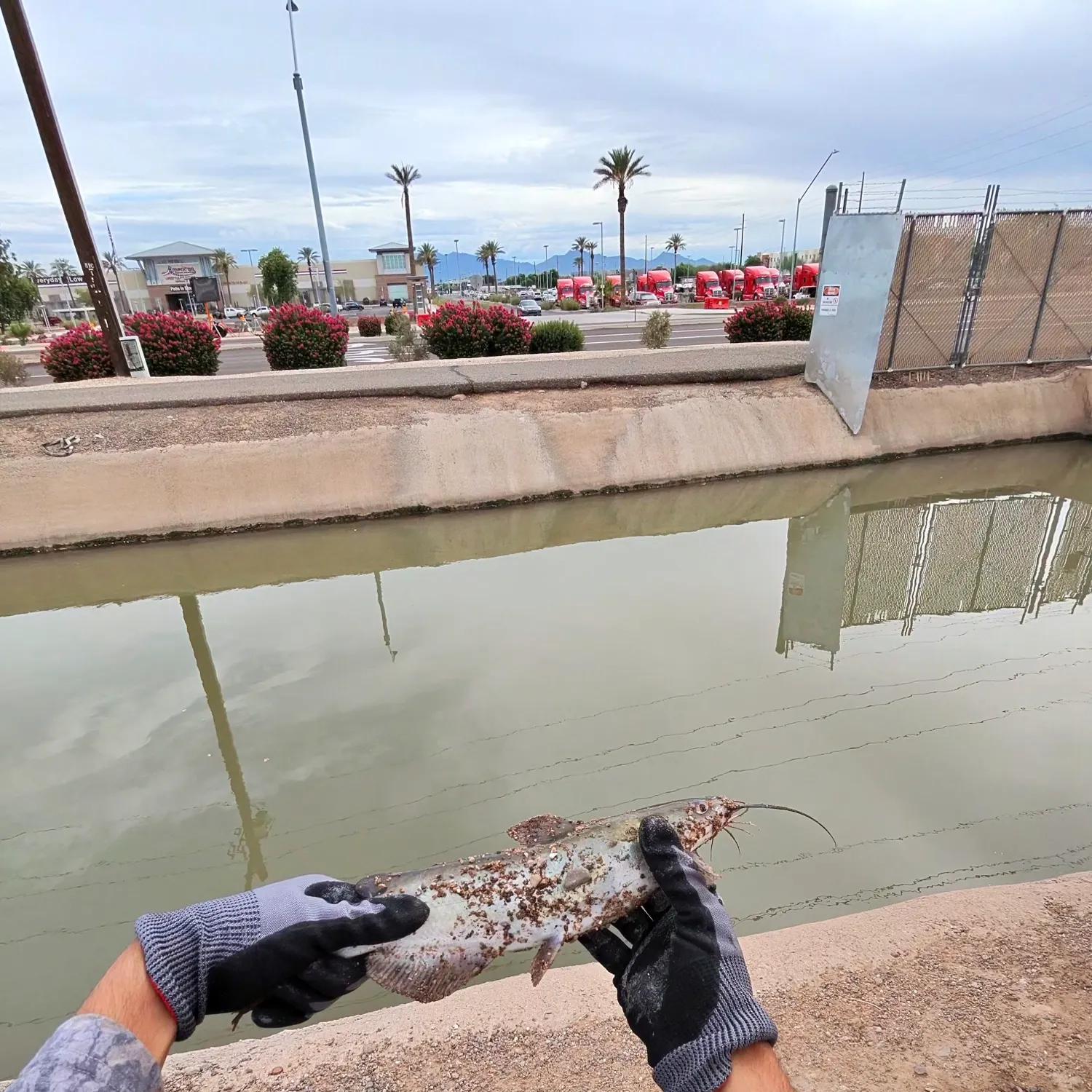 Channel catfish caught on Fishbrain