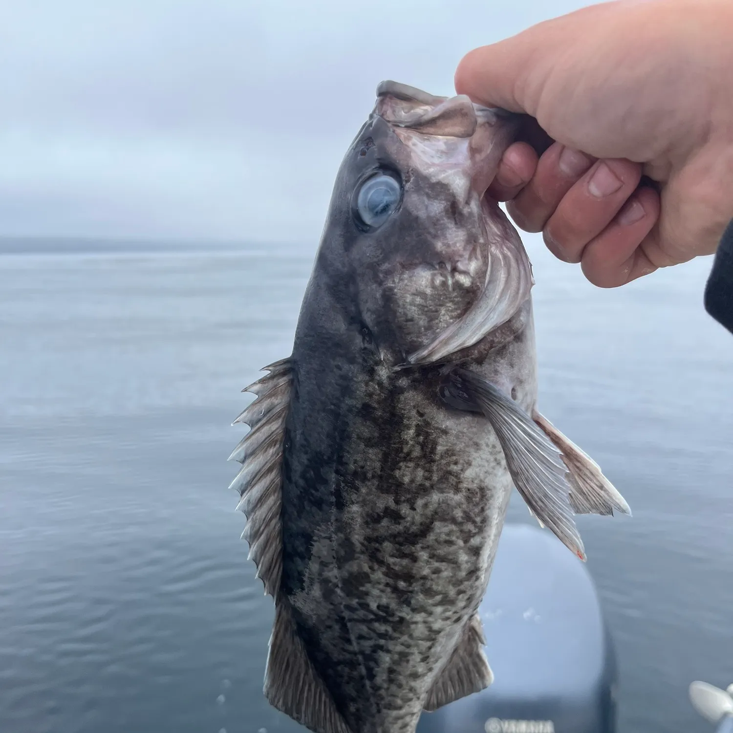 The most recent Blue rockfish catches on Fishbrain