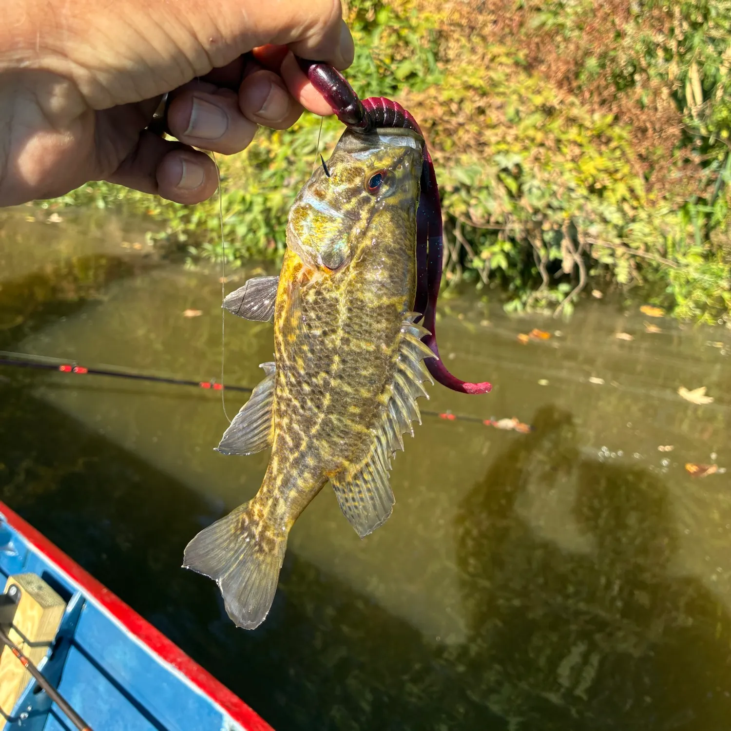 Warmouth caught on Fishbrain