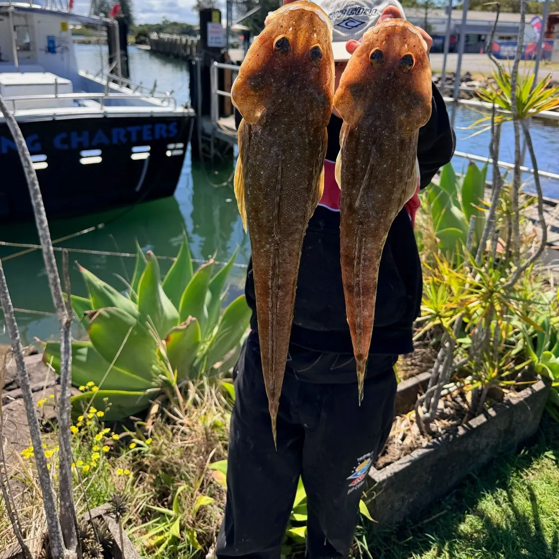 The most recent Blue-spotted flathead catches on Fishbrain