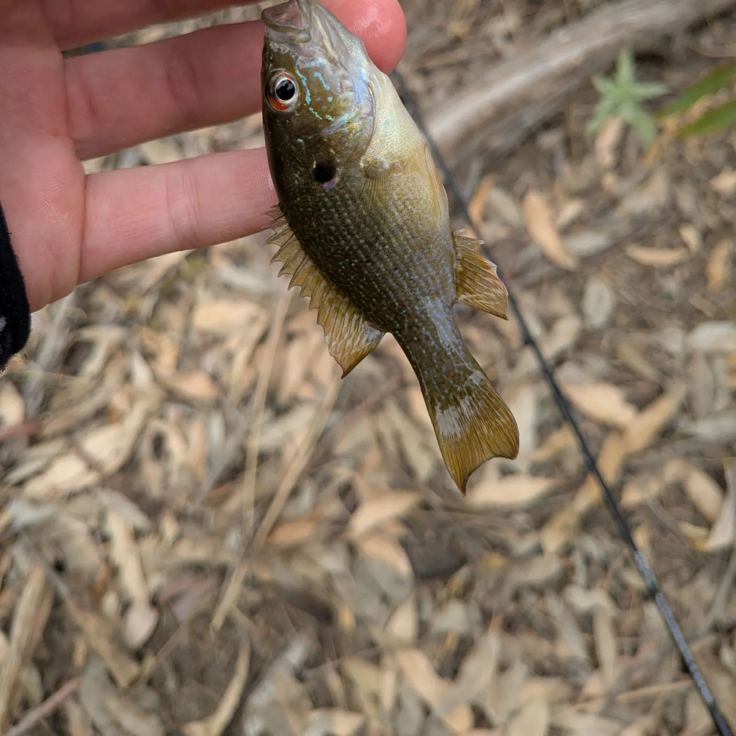 Bluegill caught on Fishbrain