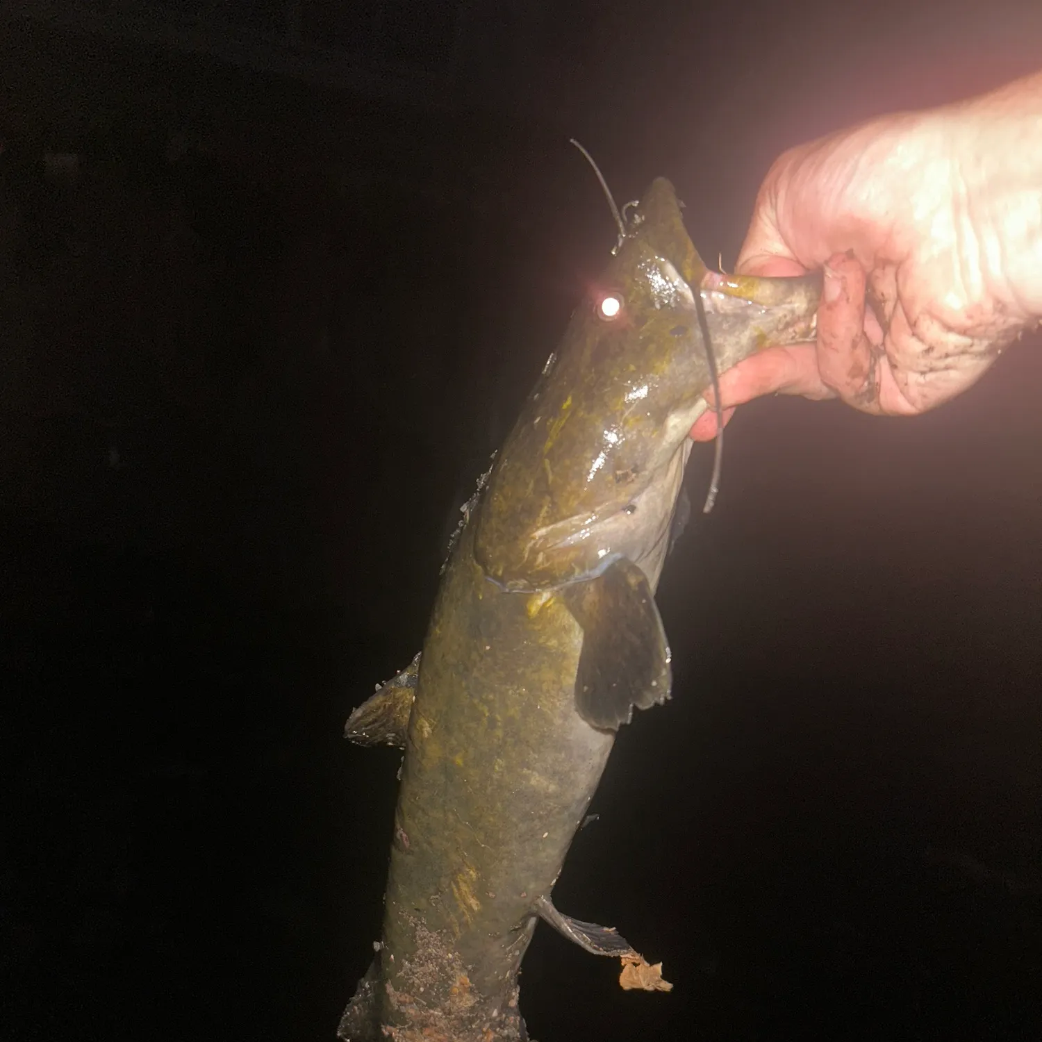 Flathead catfish caught on Fishbrain