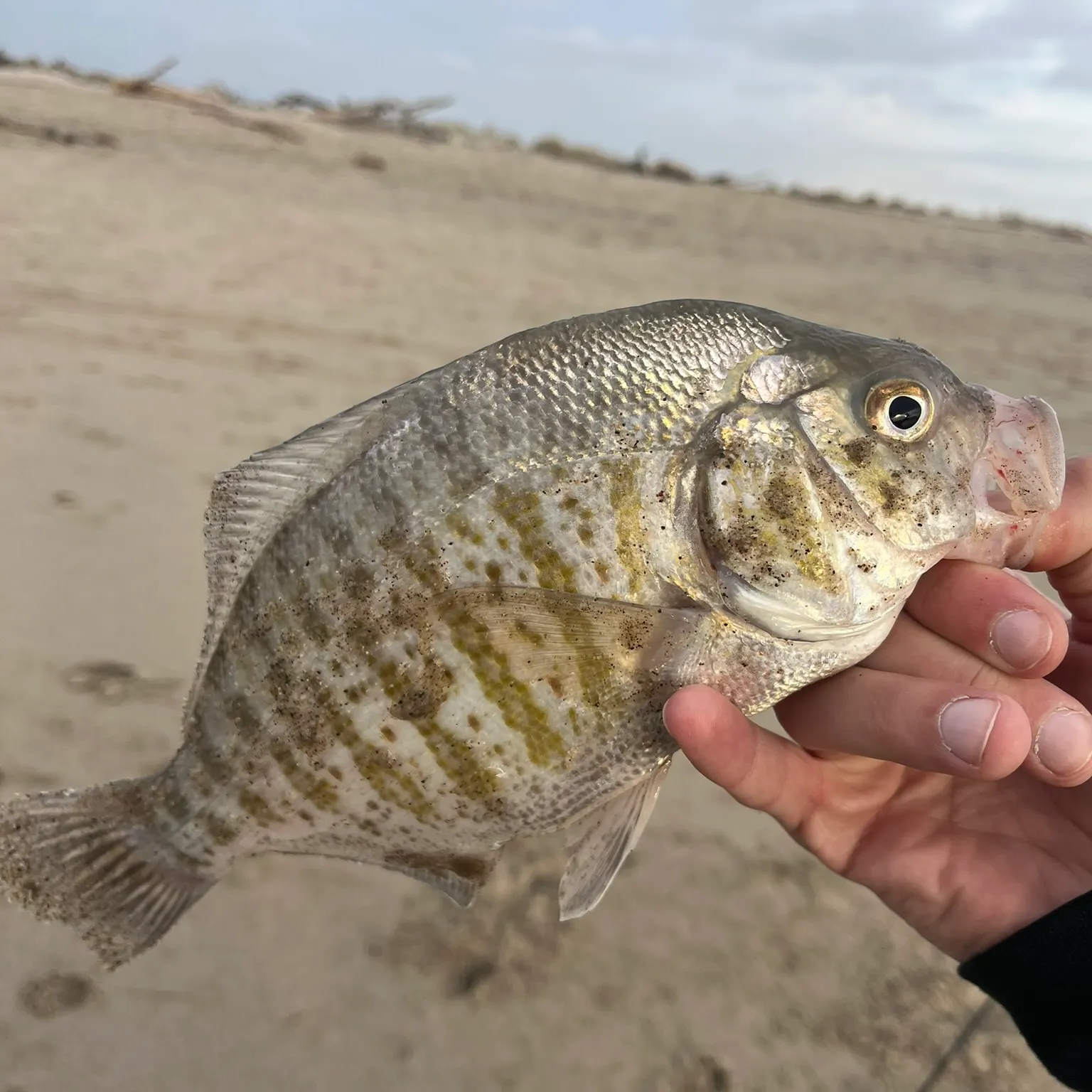 The most recent Barred surfperch catches on Fishbrain