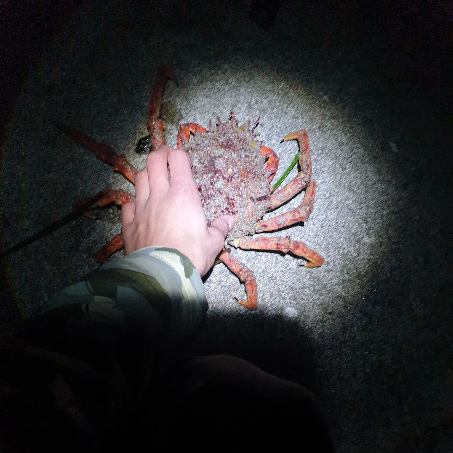 The most recent European spider crab catches on Fishbrain