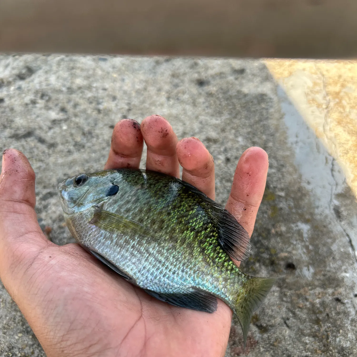 Bluegill caught on Fishbrain
