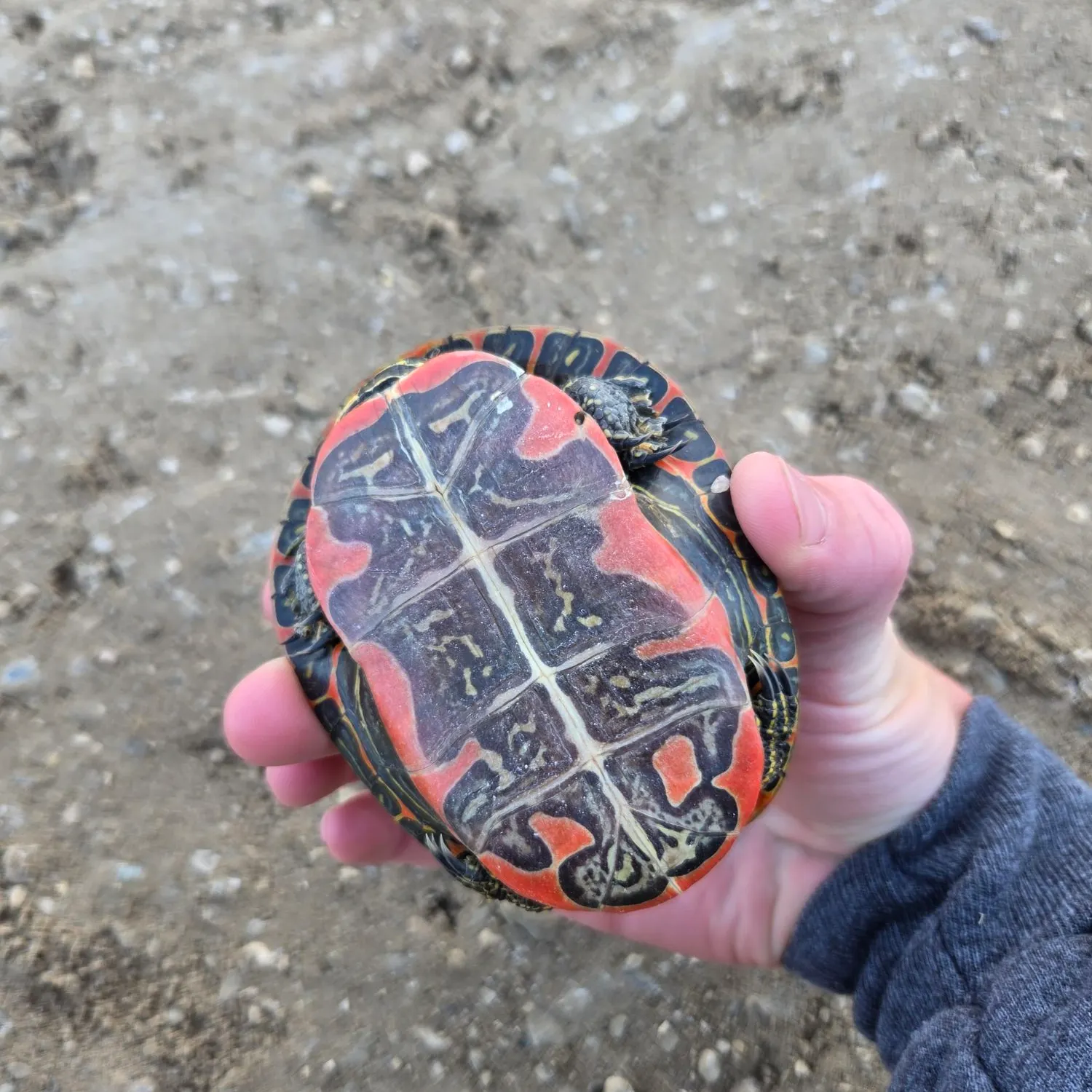 Painted turtle caught on Fishbrain