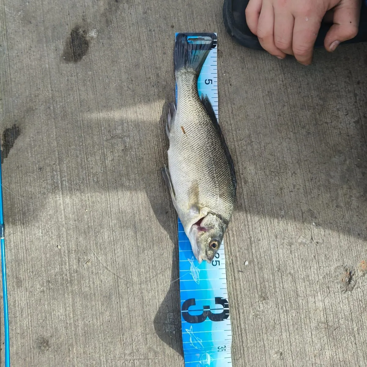 The most recent Bidyan perch catches on Fishbrain