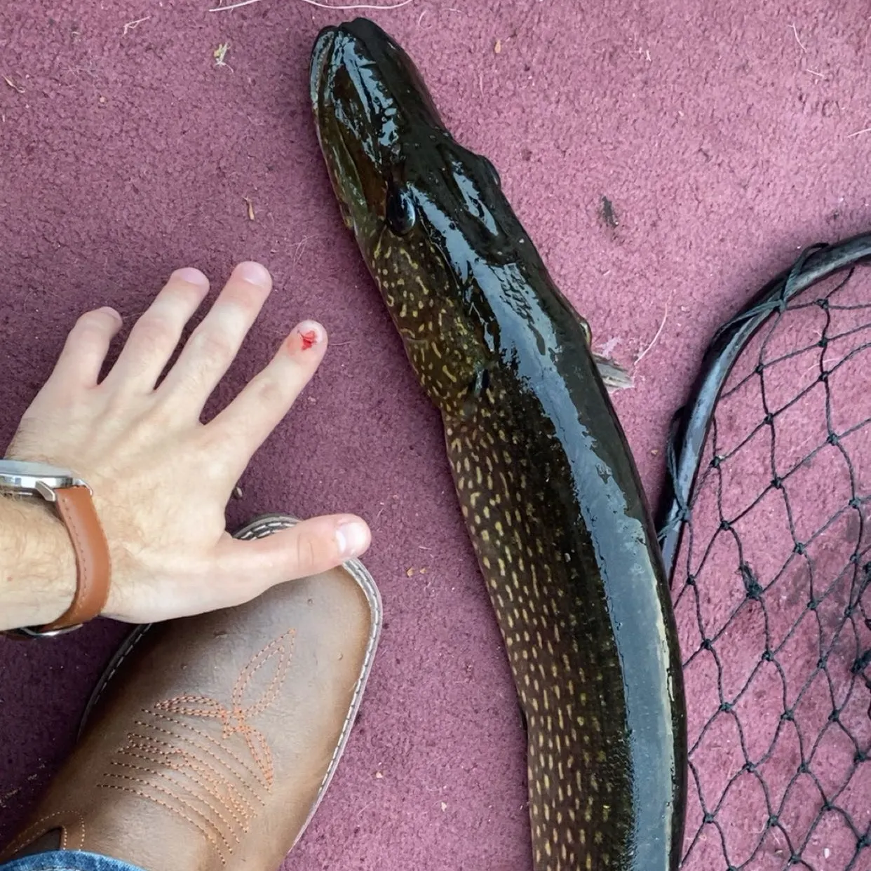 recently logged catches