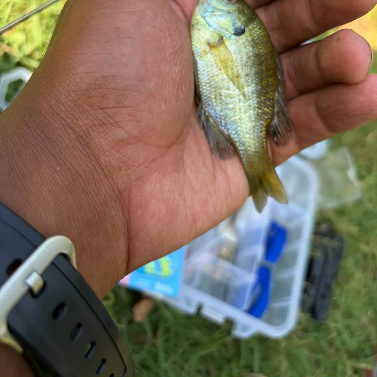 Bluegill caught on Fishbrain