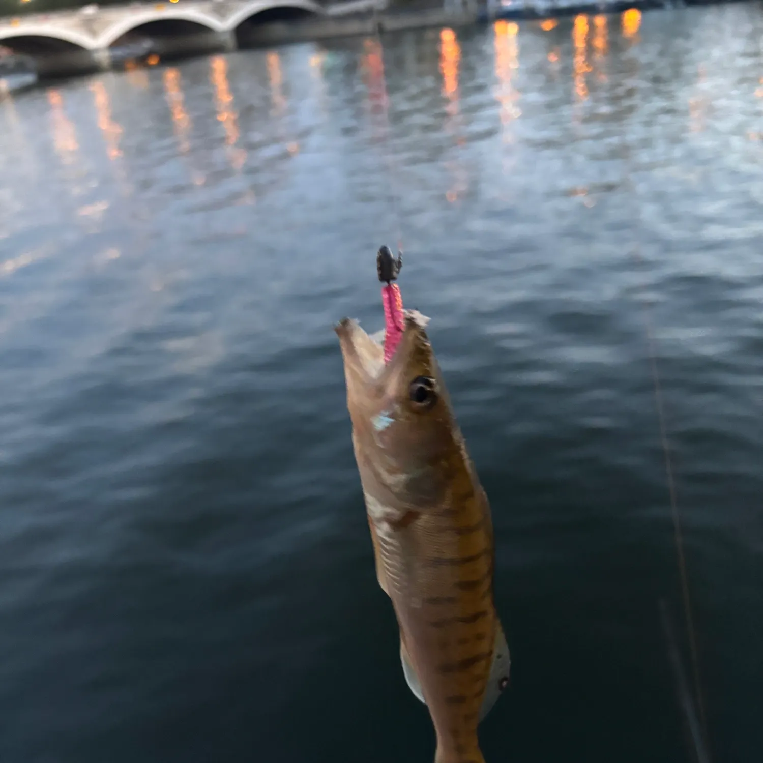 Zander caught on Fishbrain