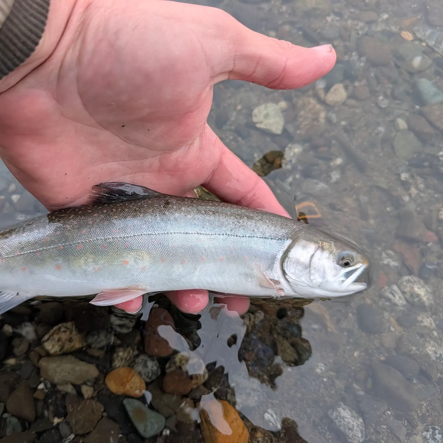Dolly varden caught on Fishbrain