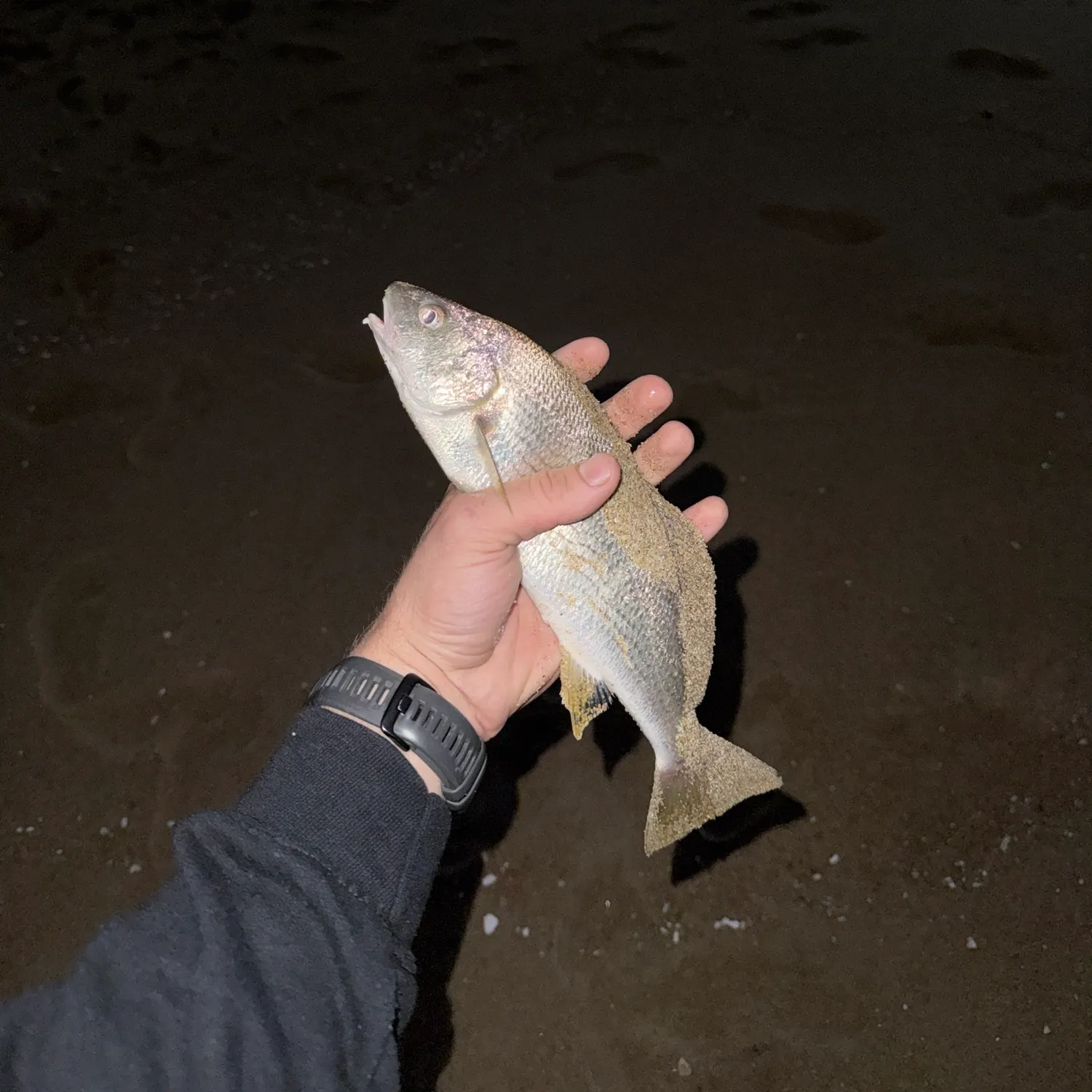 The most recent Yellowfin croaker catches on Fishbrain