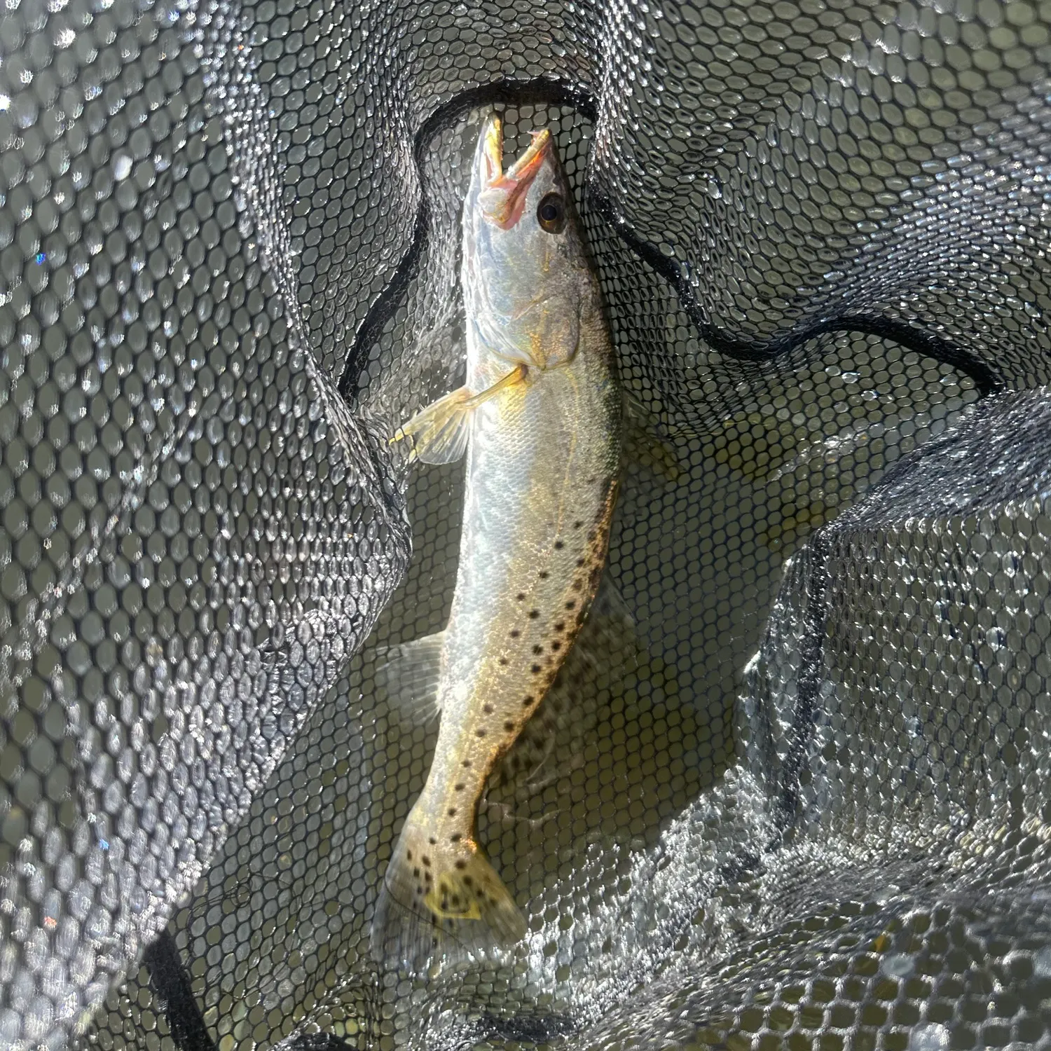Spotted seatrout caught on Fishbrain