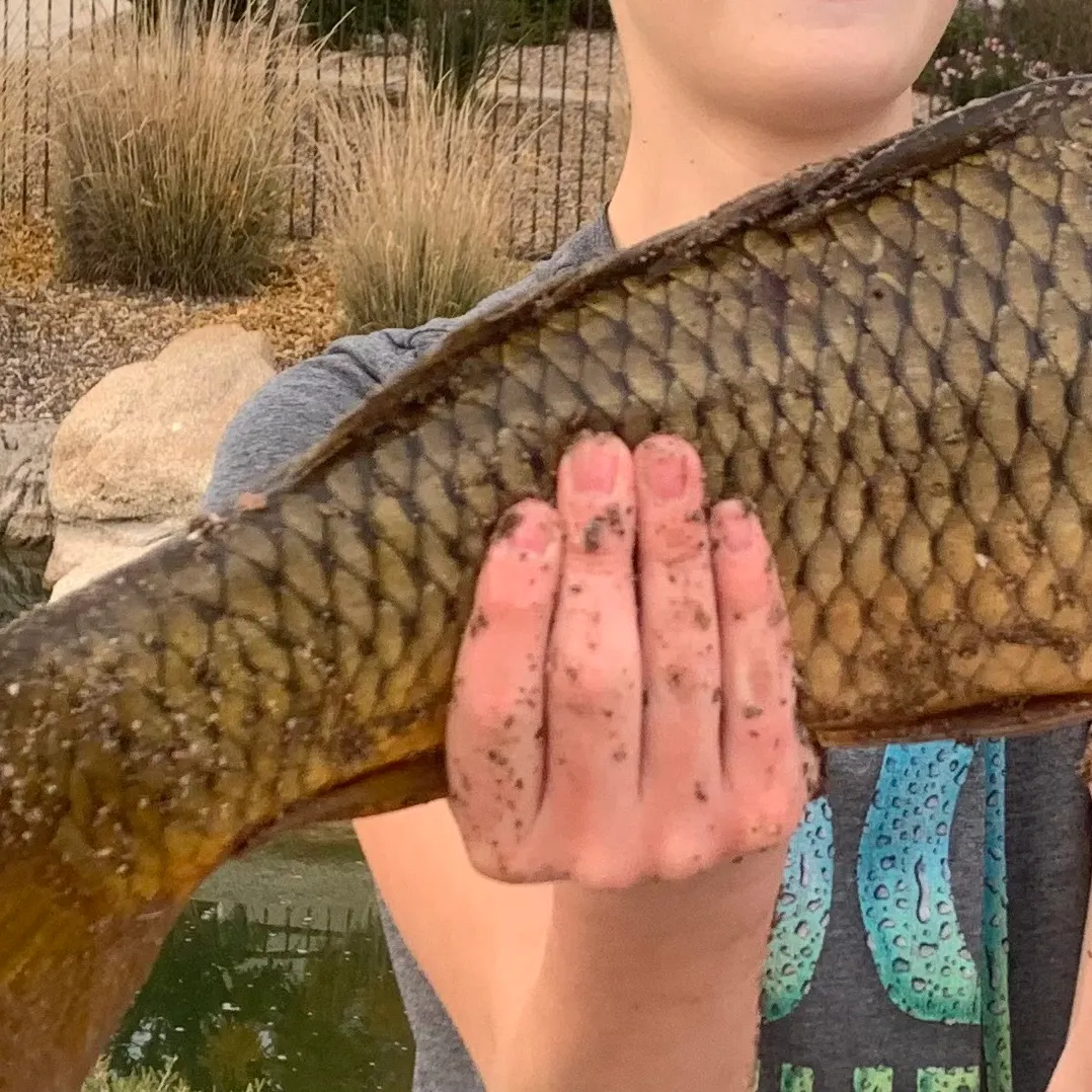 The most recent Shortfin eel catches on Fishbrain