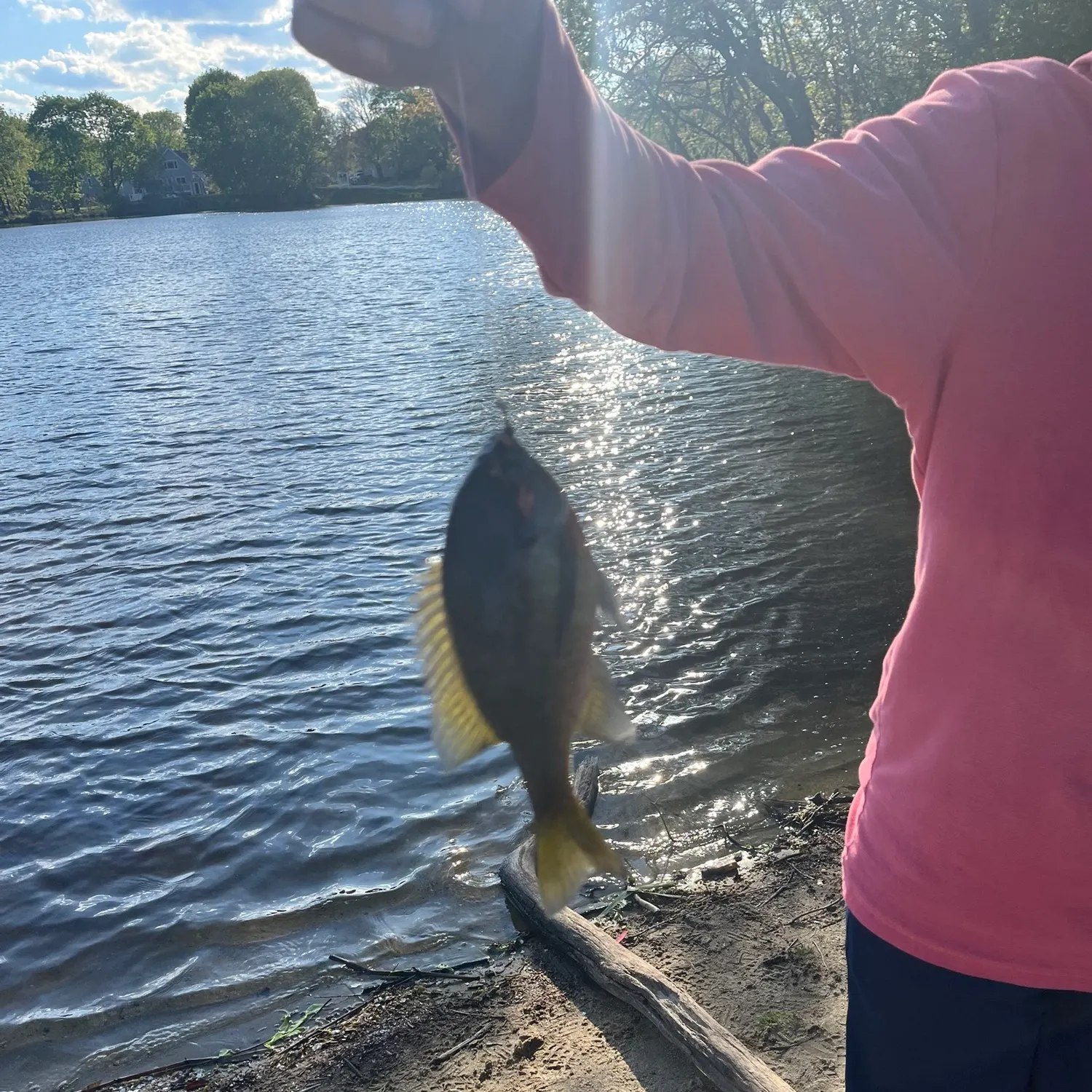 The most recent Bluegill catches on Fishbrain