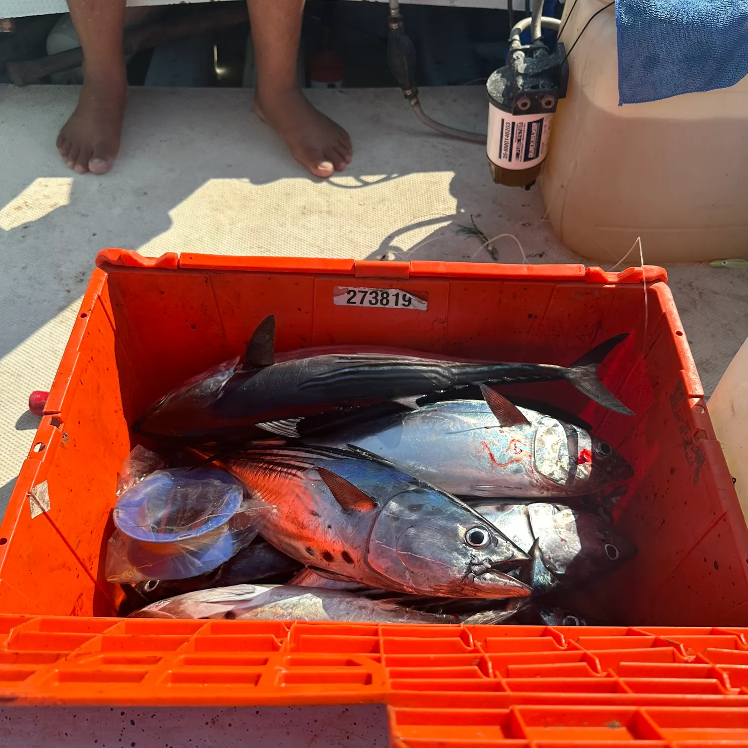 The most recent Skipjack tuna catches on Fishbrain