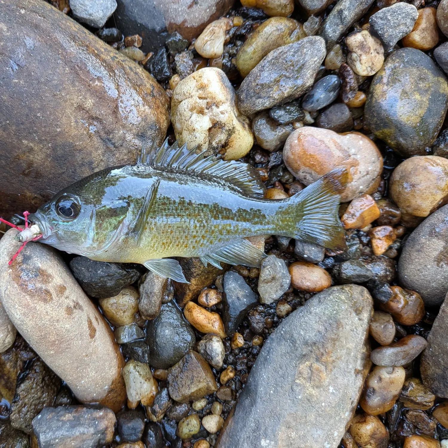 Redbreast sunfish caught on Fishbrain