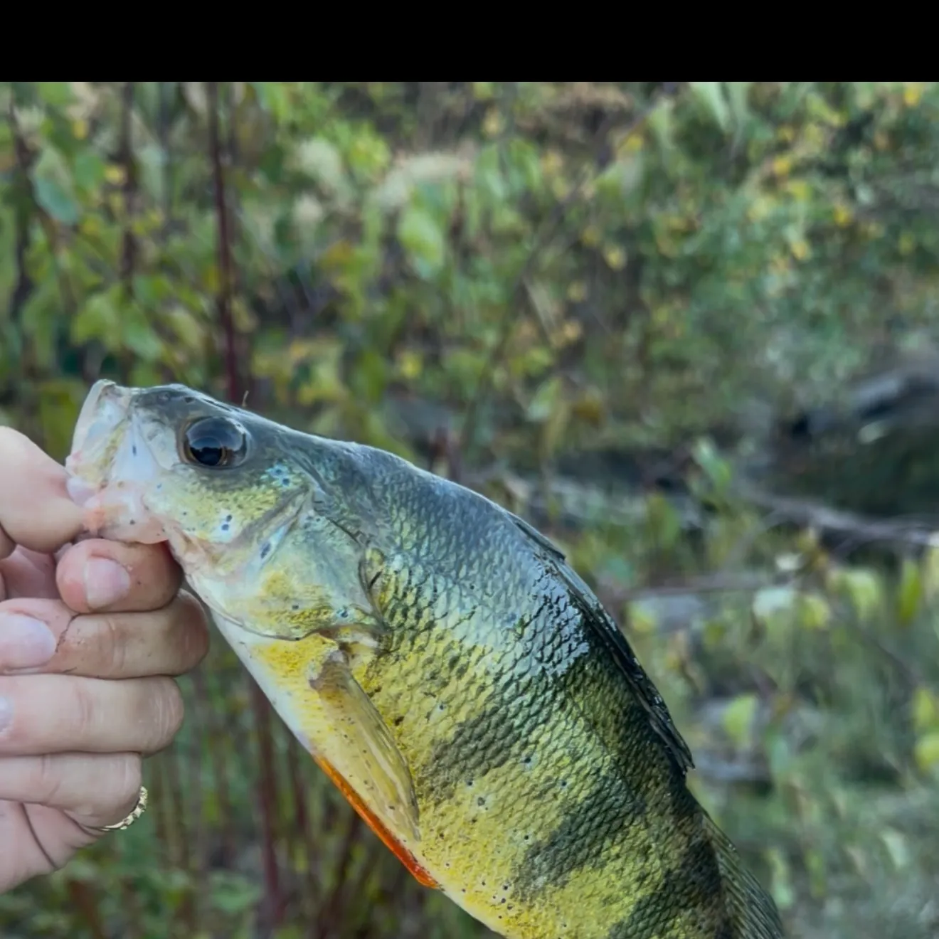 Yellow perch caught on Fishbrain