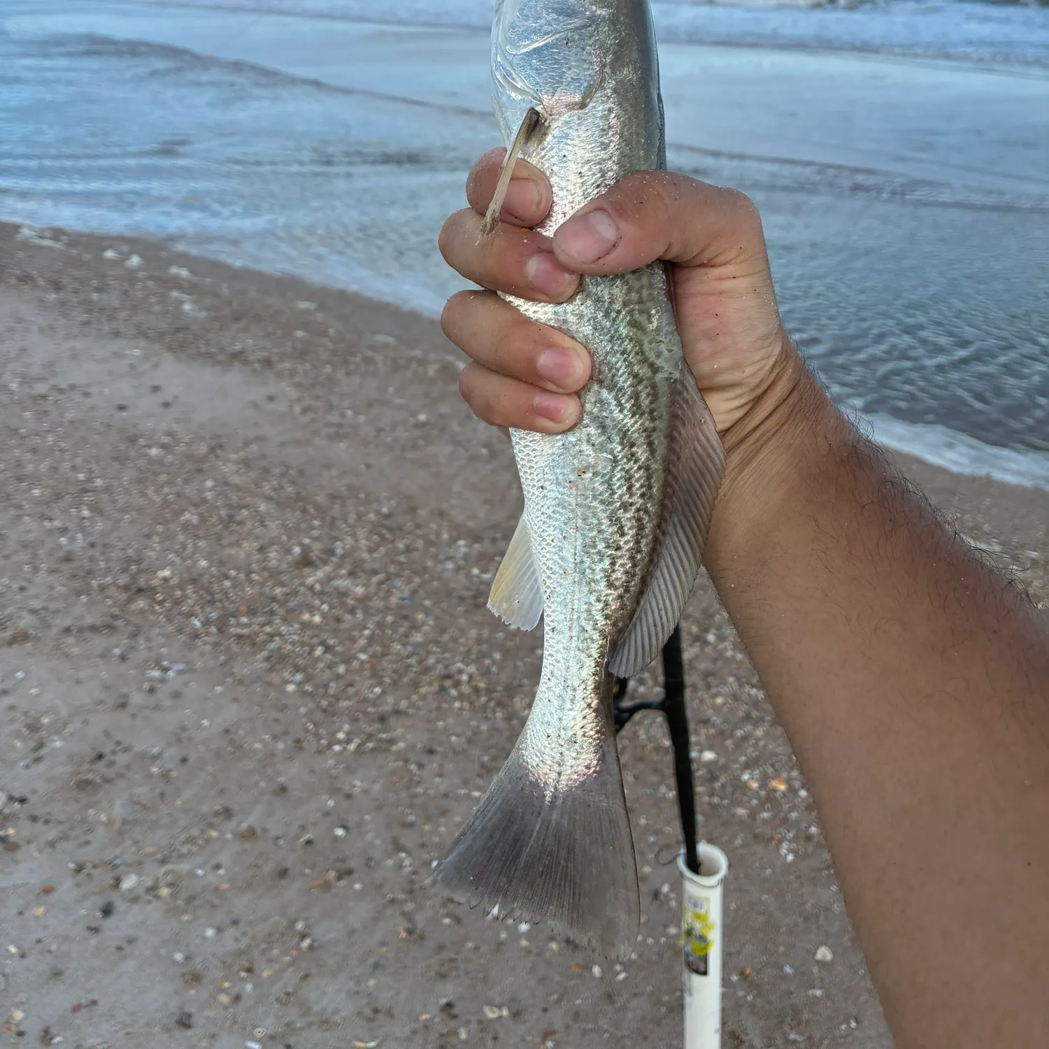 Gray weakfish caught on Fishbrain