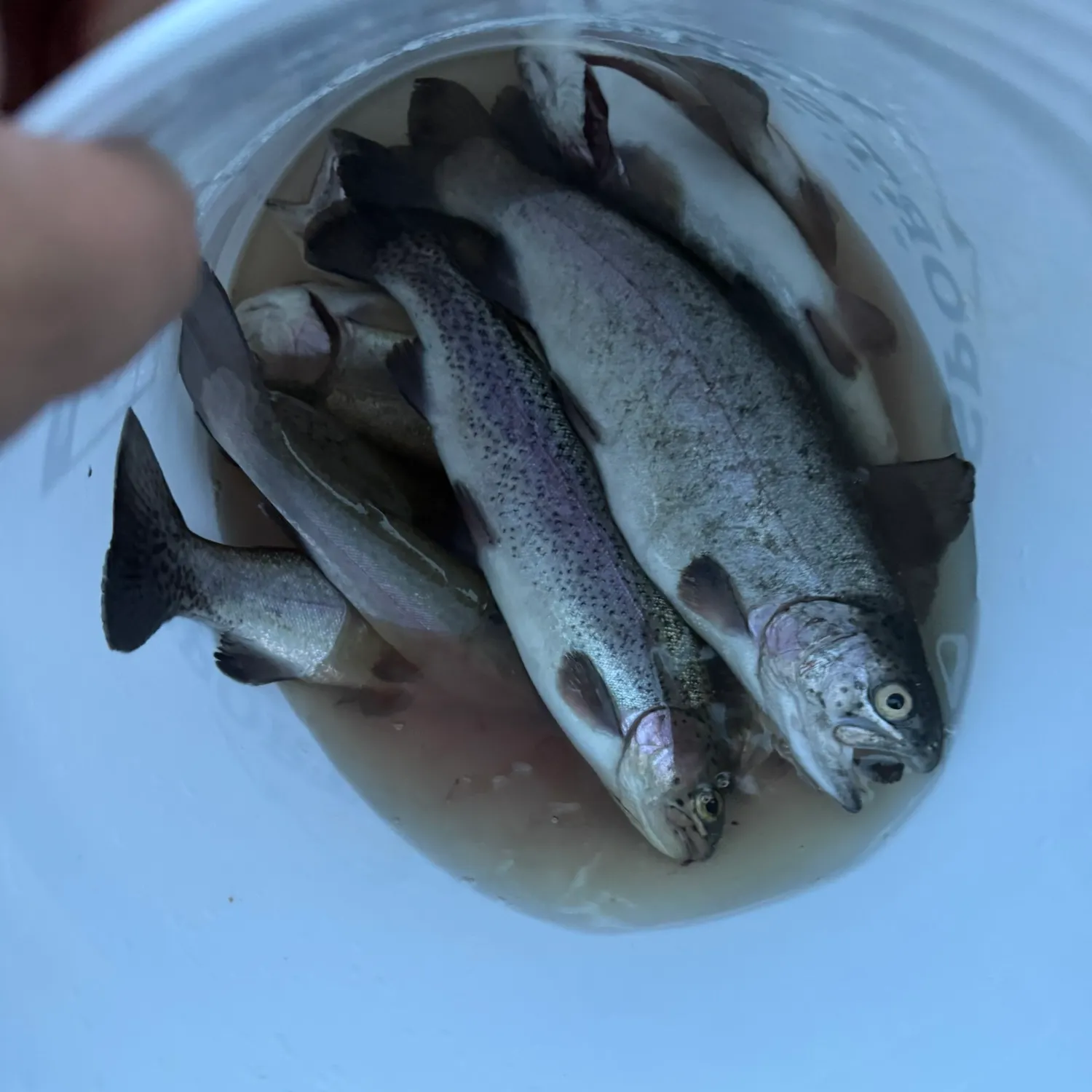 Rainbow trout caught on Fishbrain