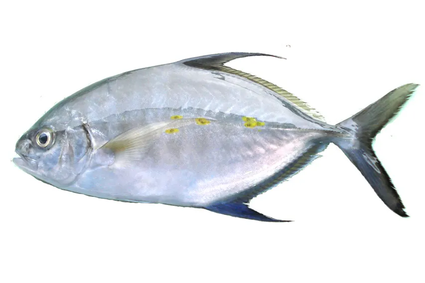 Island trevally