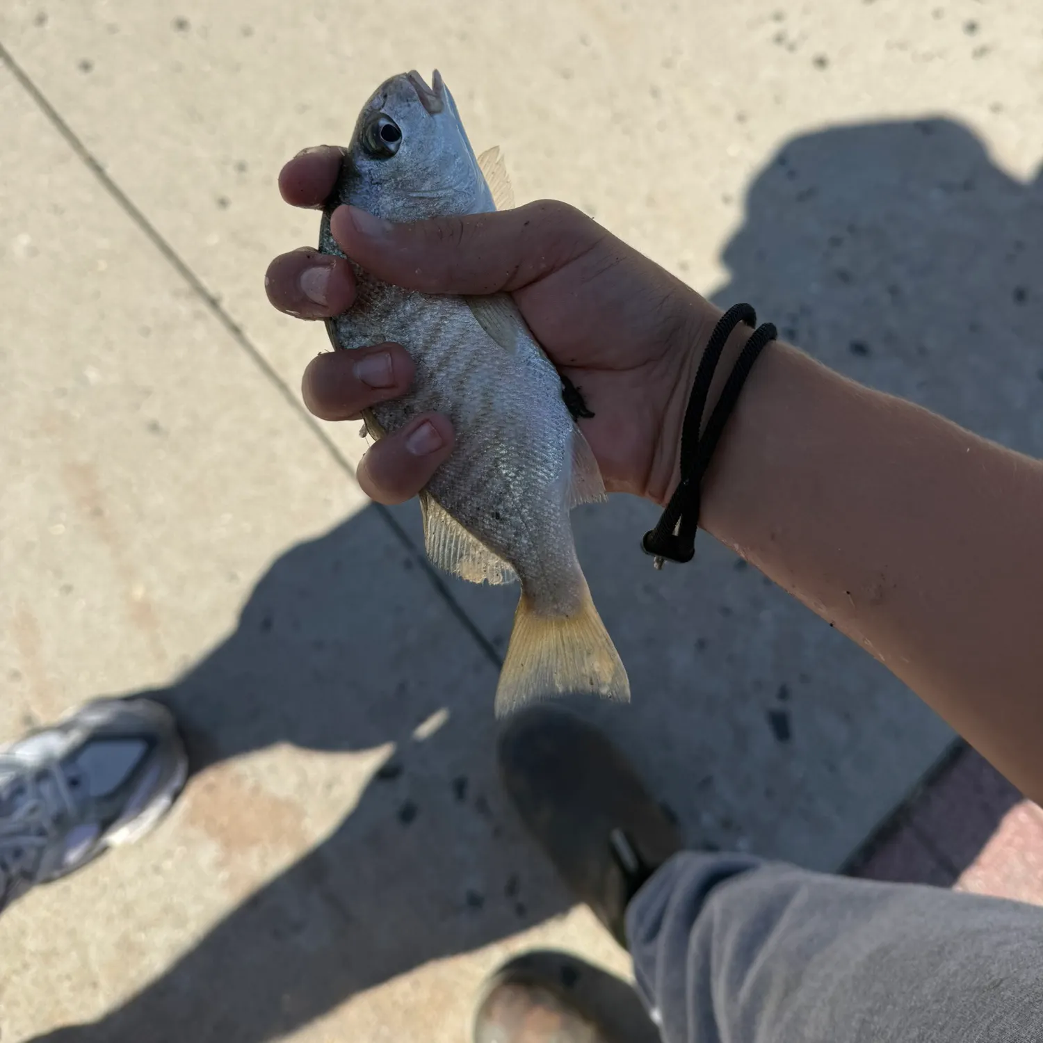 Spot croaker caught on Fishbrain