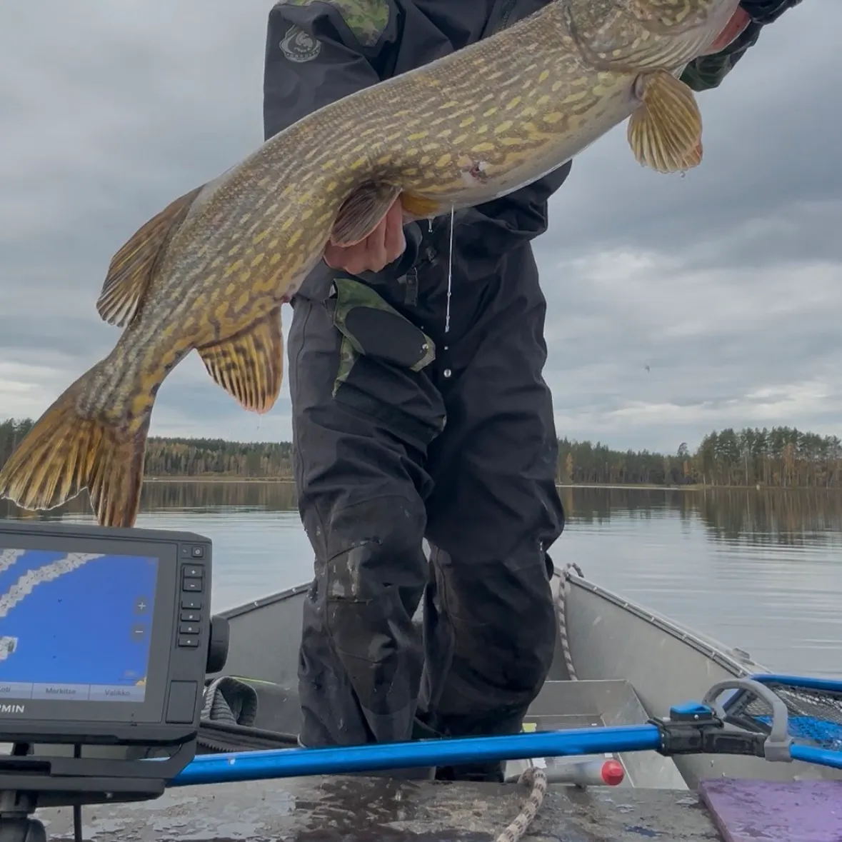 Northern pike caught on Fishbrain