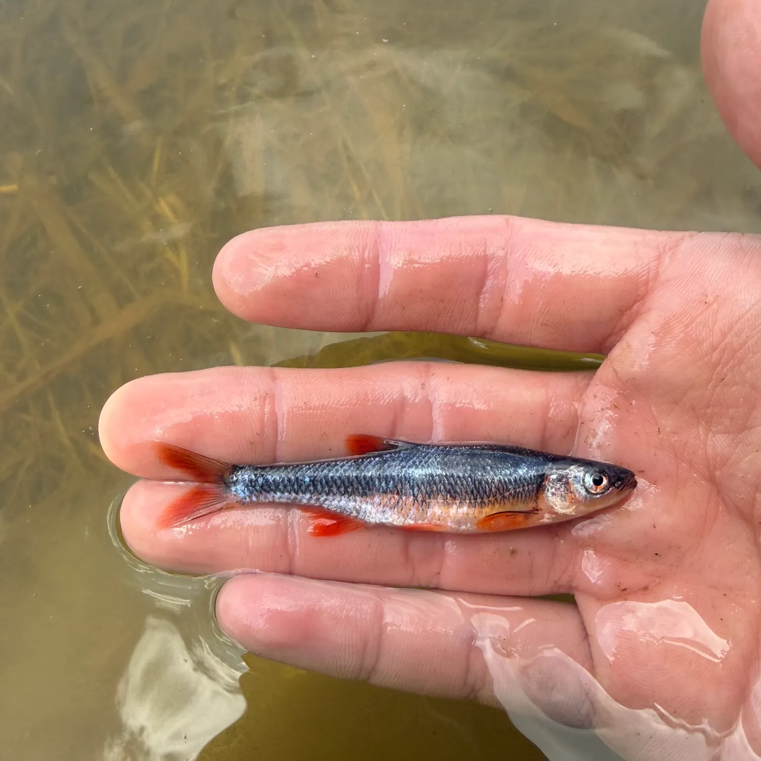 The most recent Scarlet shiner catches on Fishbrain