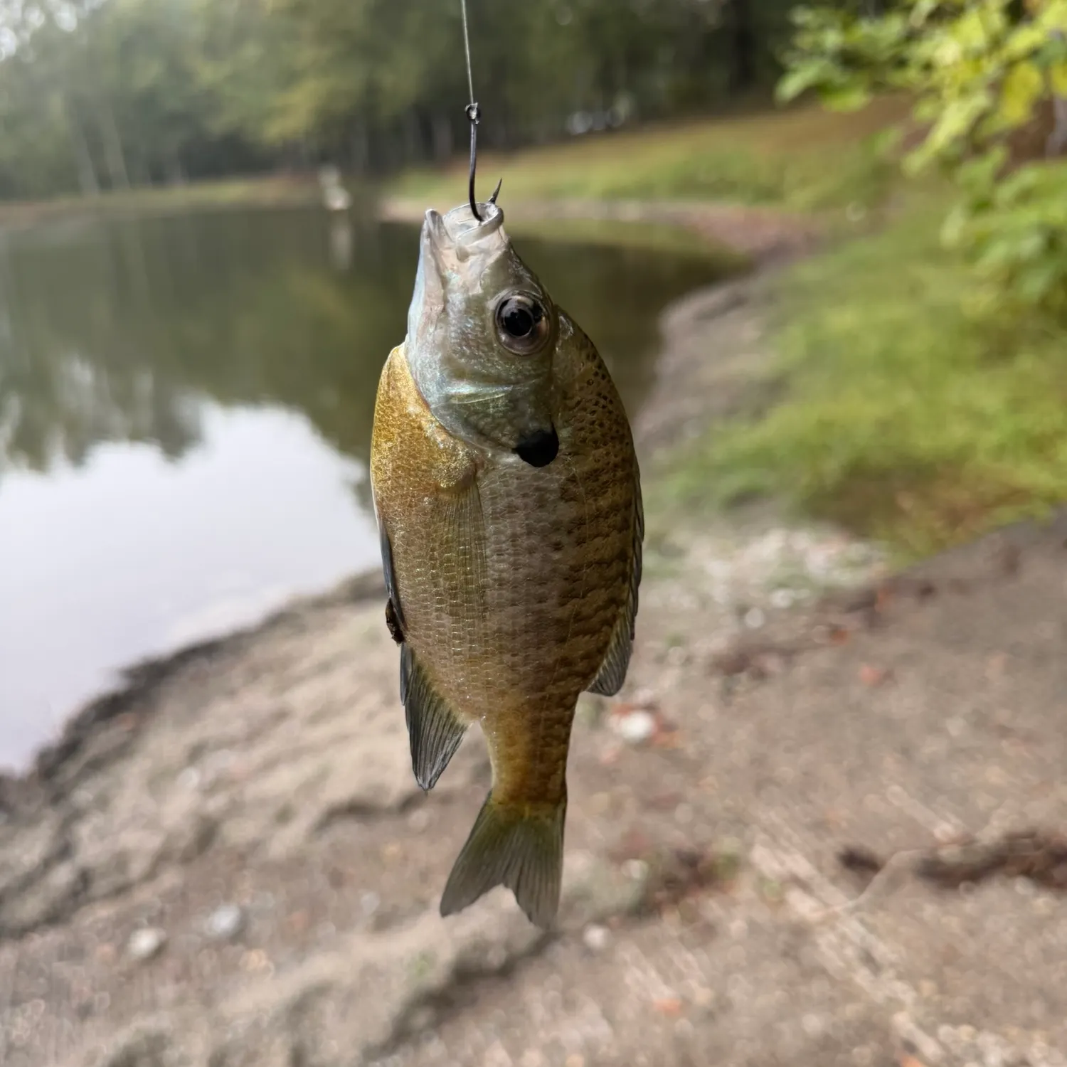 Bluegill caught on Fishbrain
