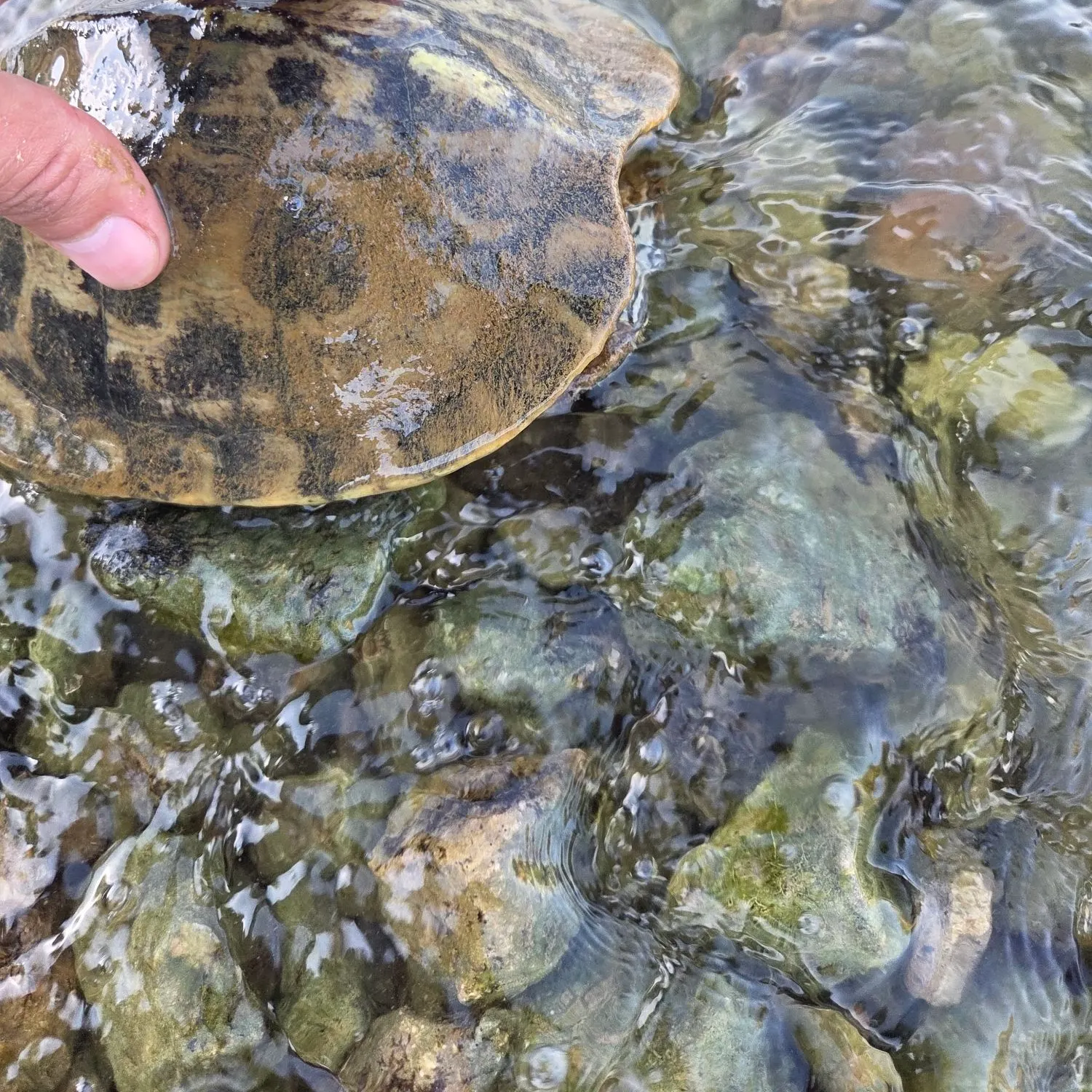 The most recent River cooter turtle catches on Fishbrain
