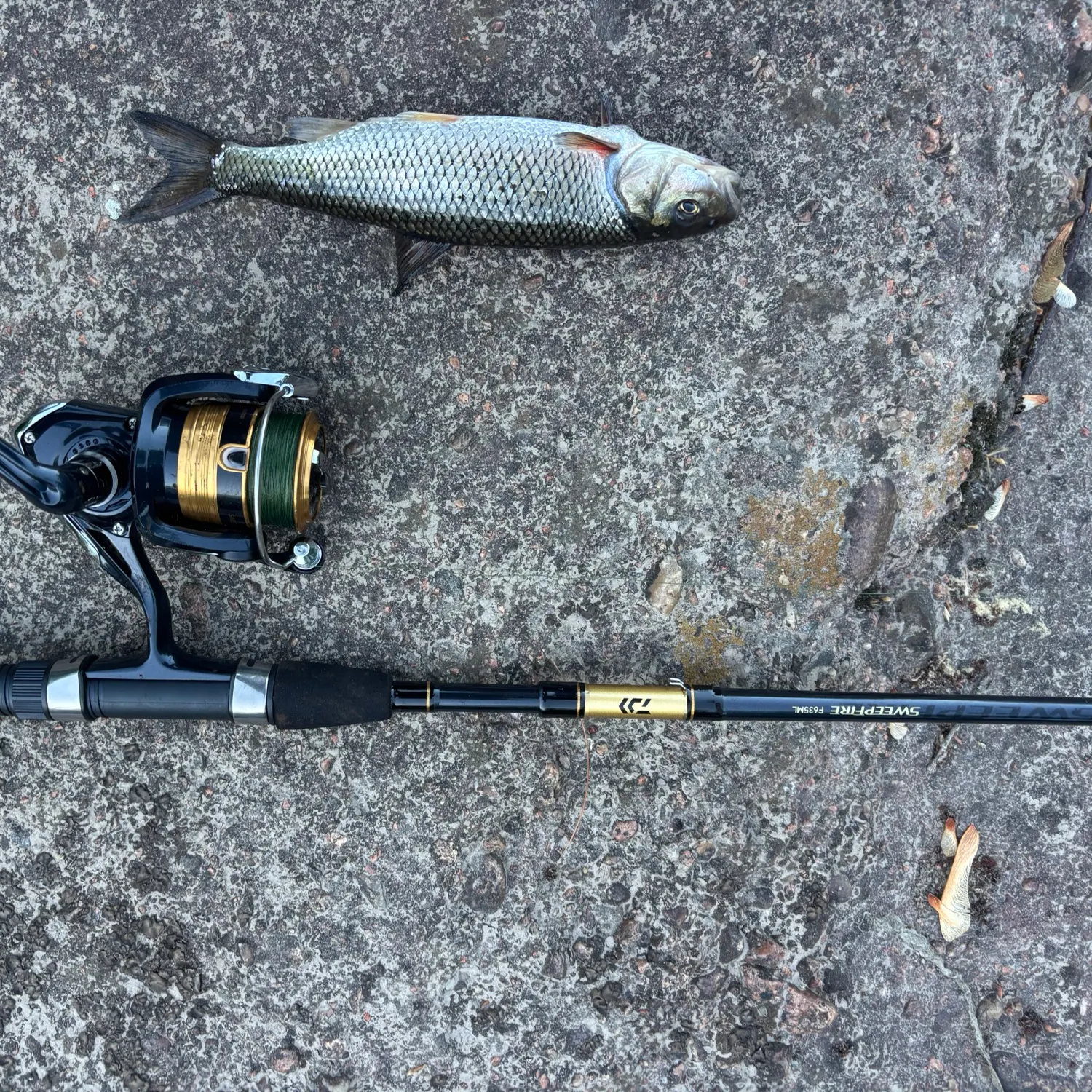 recently logged catches