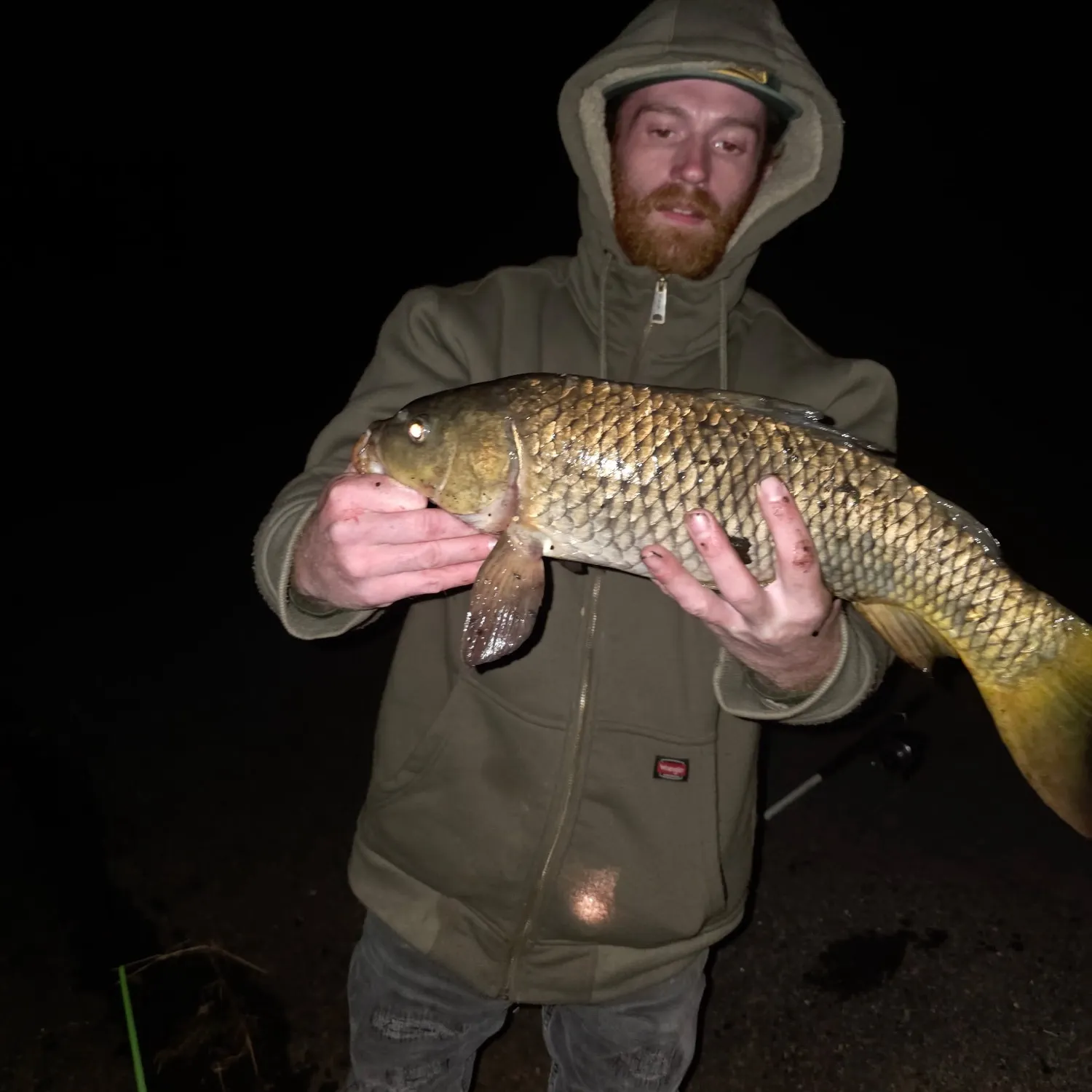 Common carp caught on Fishbrain