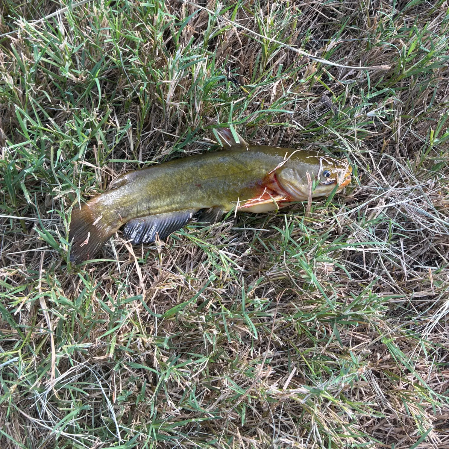 Fish caught on Fishbrain