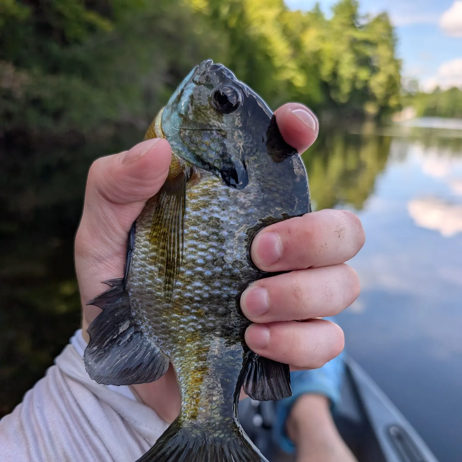 Bluegill caught on Fishbrain