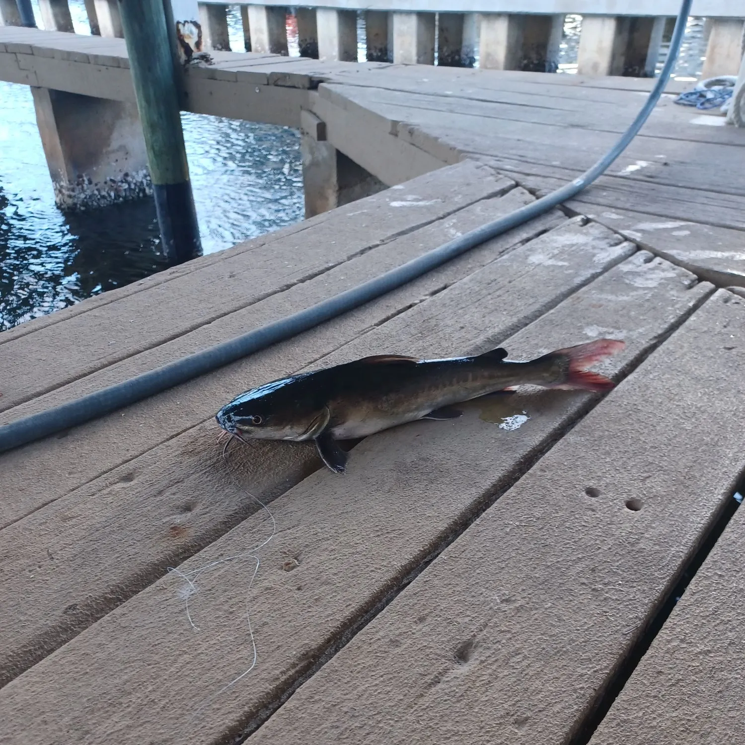 Hardhead sea catfish caught on Fishbrain