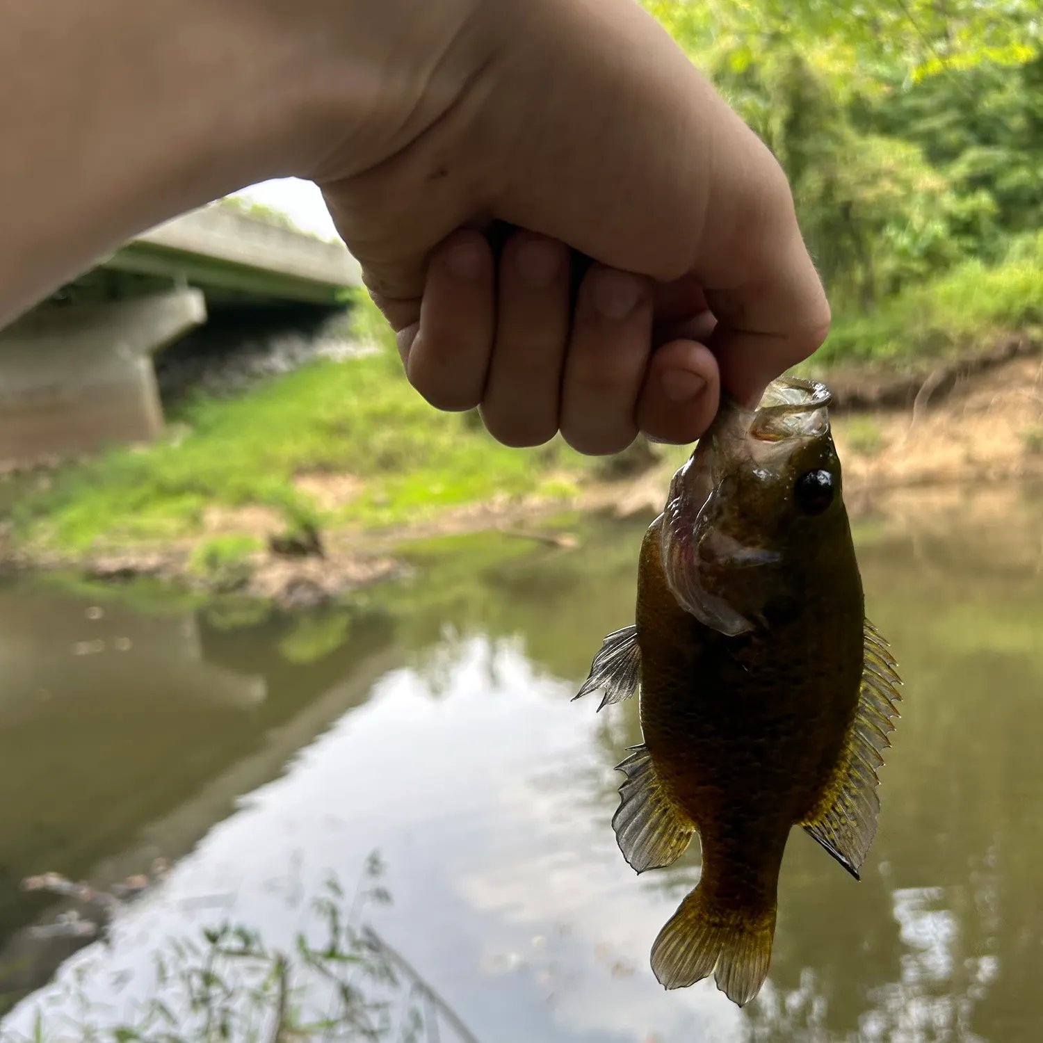 Rock bass caught on Fishbrain