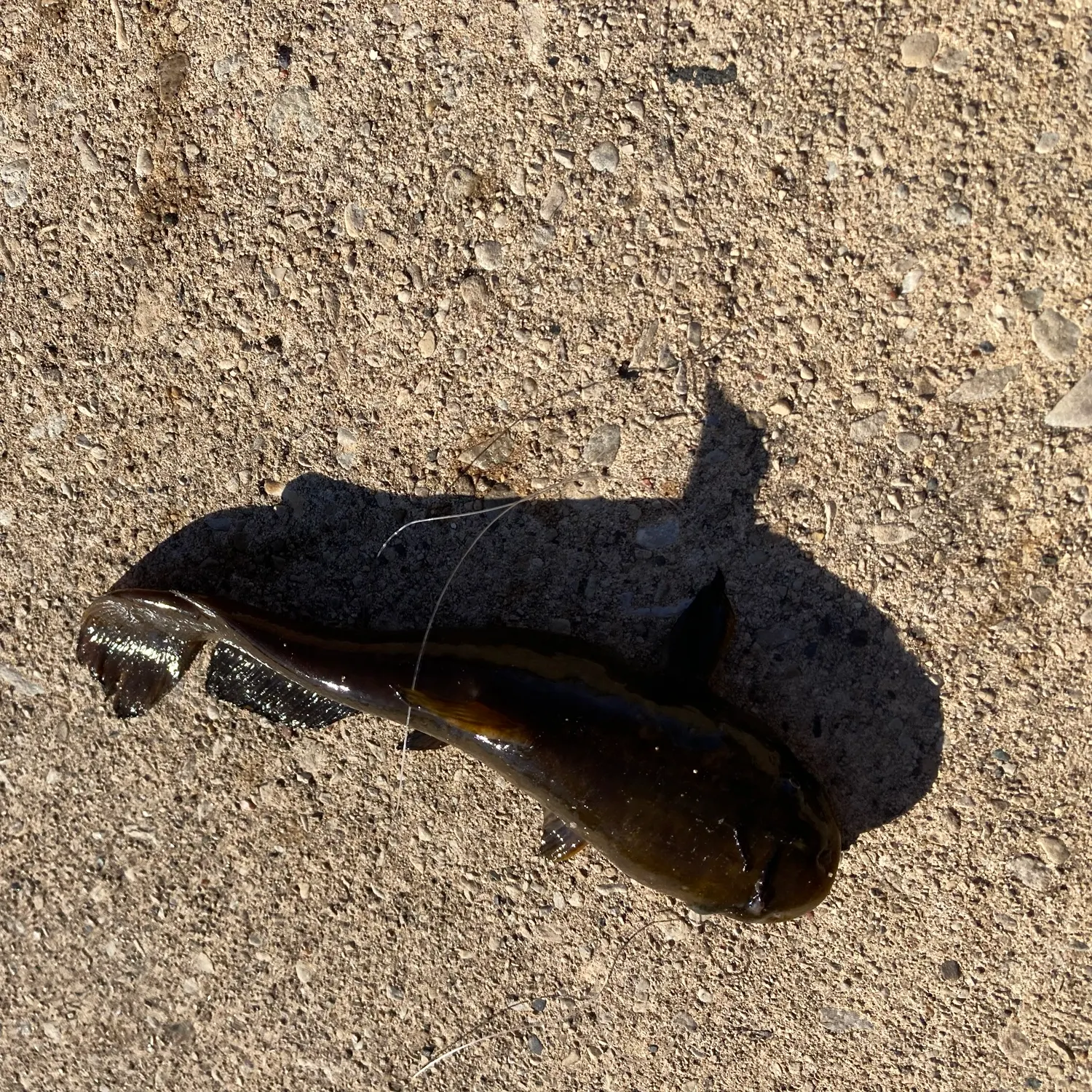 Black bullhead caught on Fishbrain