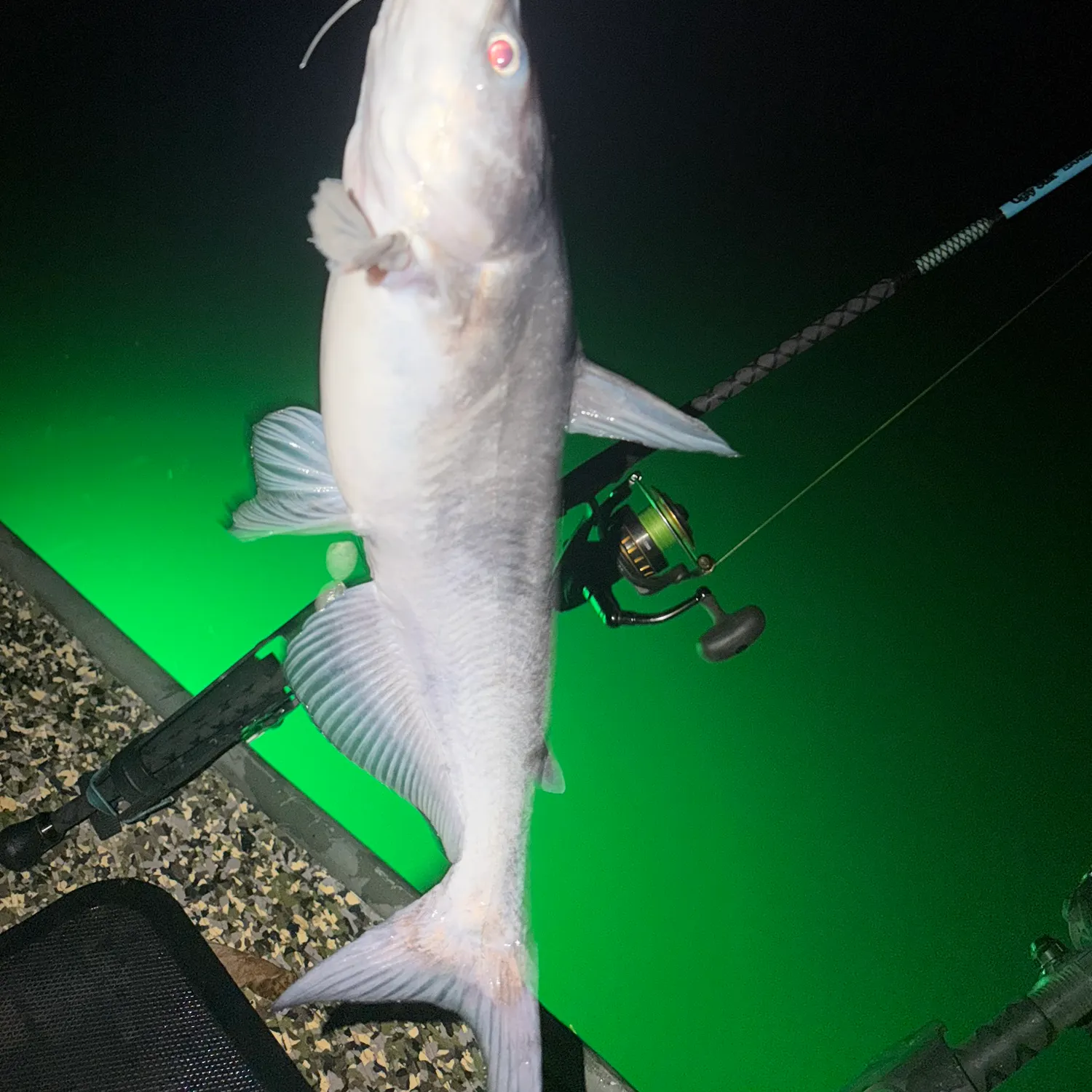 Blue catfish caught on Fishbrain