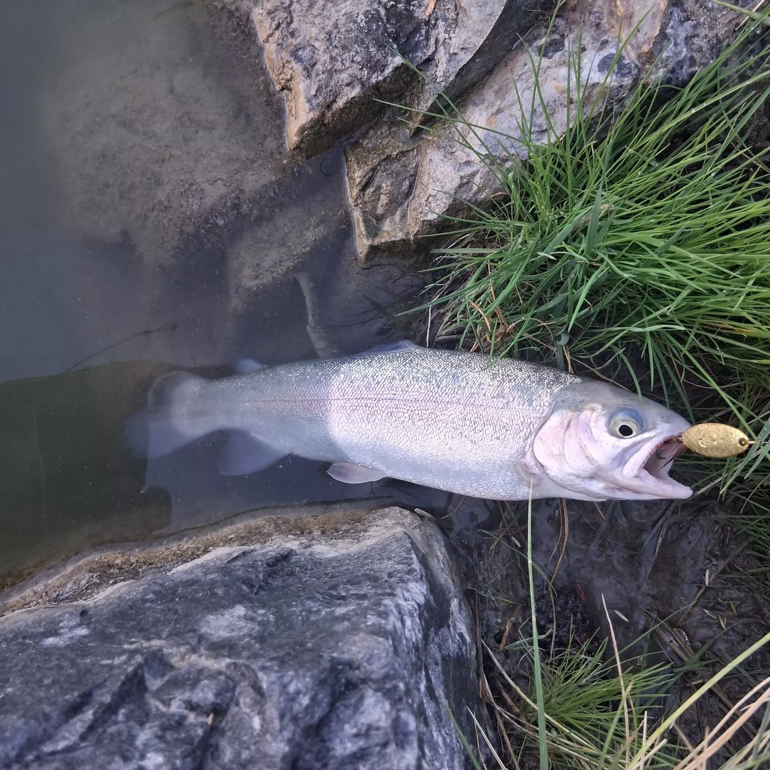 Rainbow trout caught on Fishbrain